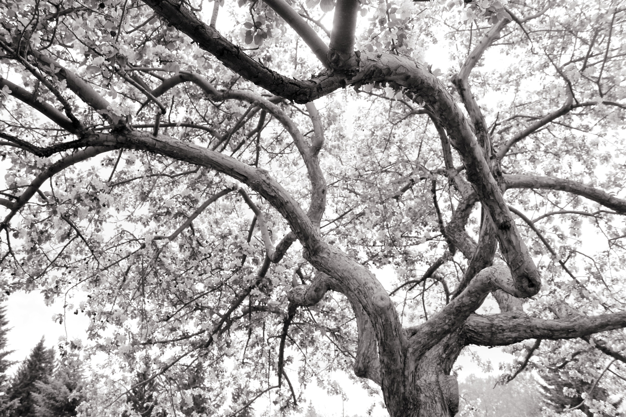 Canon EOS 550D (EOS Rebel T2i / EOS Kiss X4) + Canon EF-S 18-55mm F3.5-5.6 IS sample photo. The old tree photography