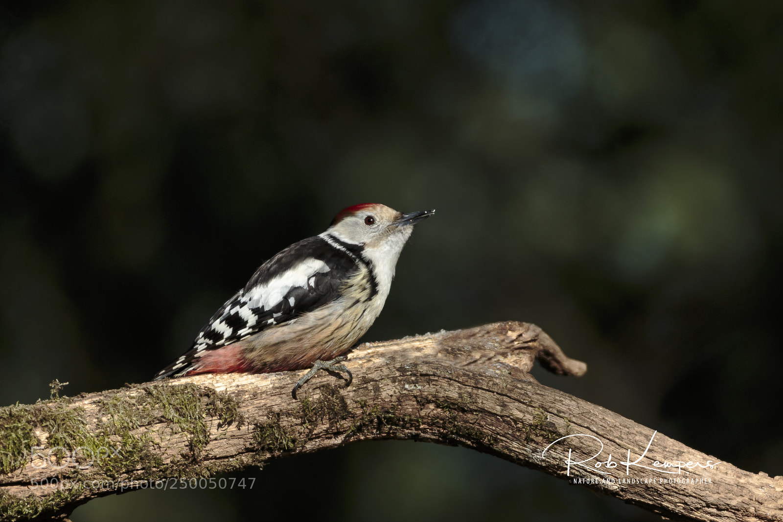 Canon EOS-1D X sample photo. Middle spotted woodpecker photography