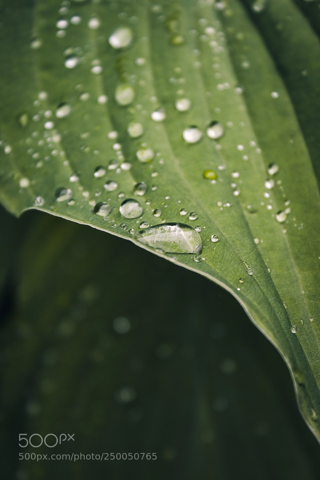 Canon EOS 500D (EOS Rebel T1i / EOS Kiss X3) sample photo. Rainy day photography