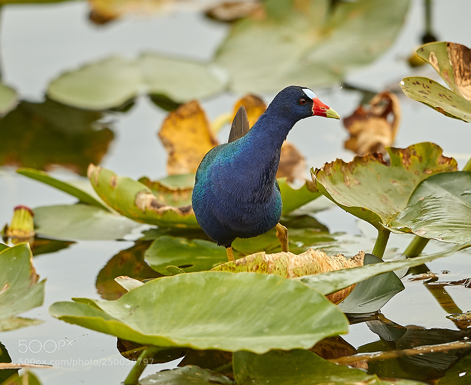 Canon EOS-1D X Mark II sample photo. 03-20-18-0008668.jpg photography