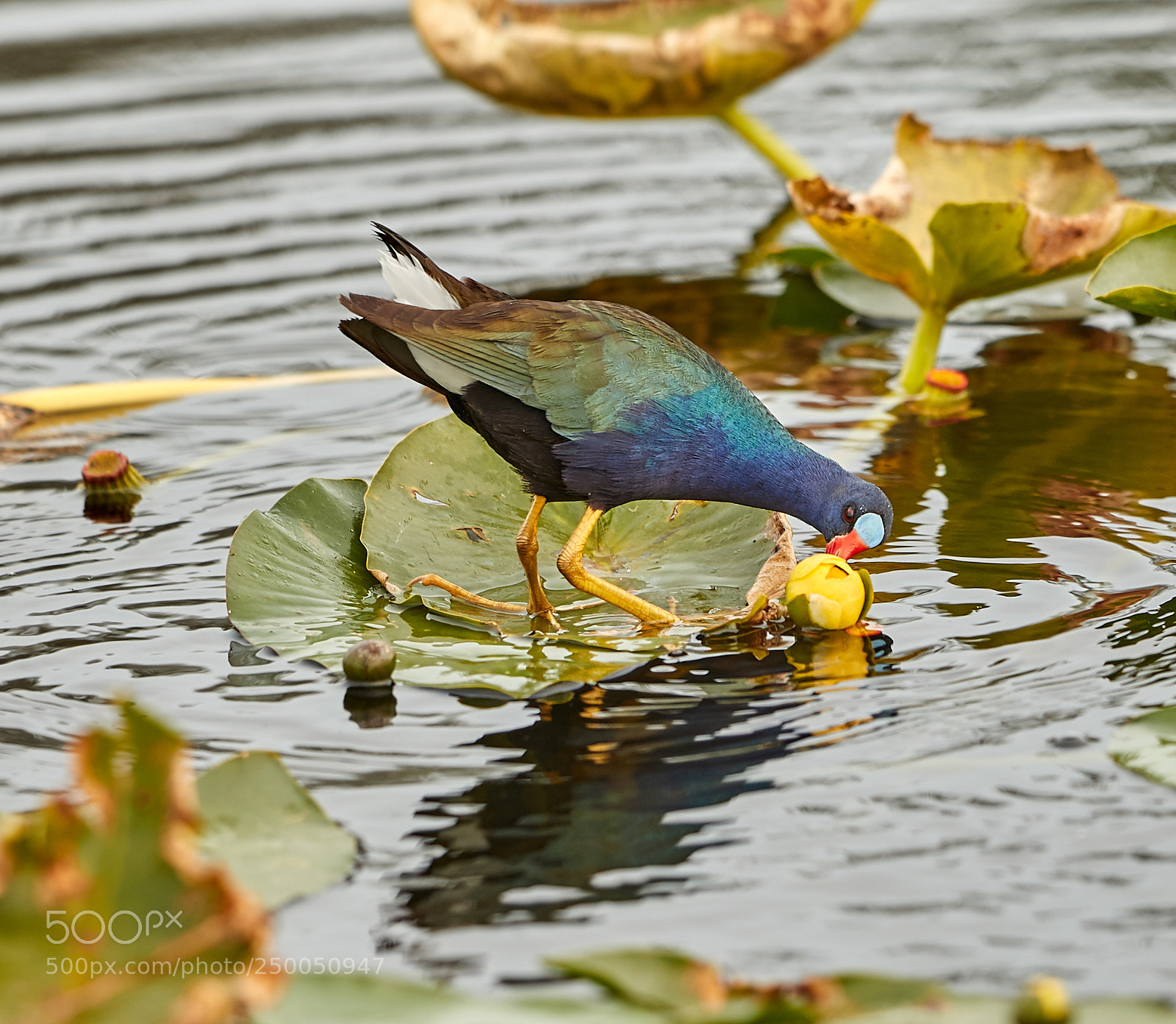 Canon EOS-1D X Mark II sample photo. 03-20-18-0008646.jpg photography