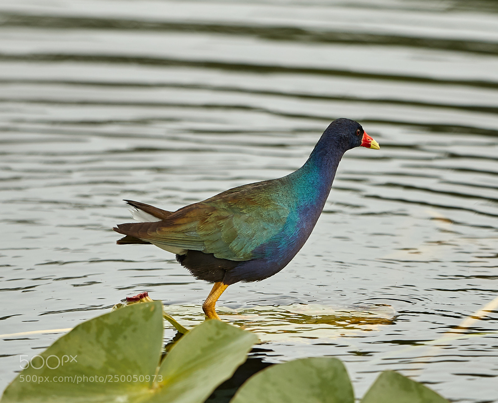 Canon EOS-1D X Mark II sample photo. 03-20-18-0008637.jpg photography