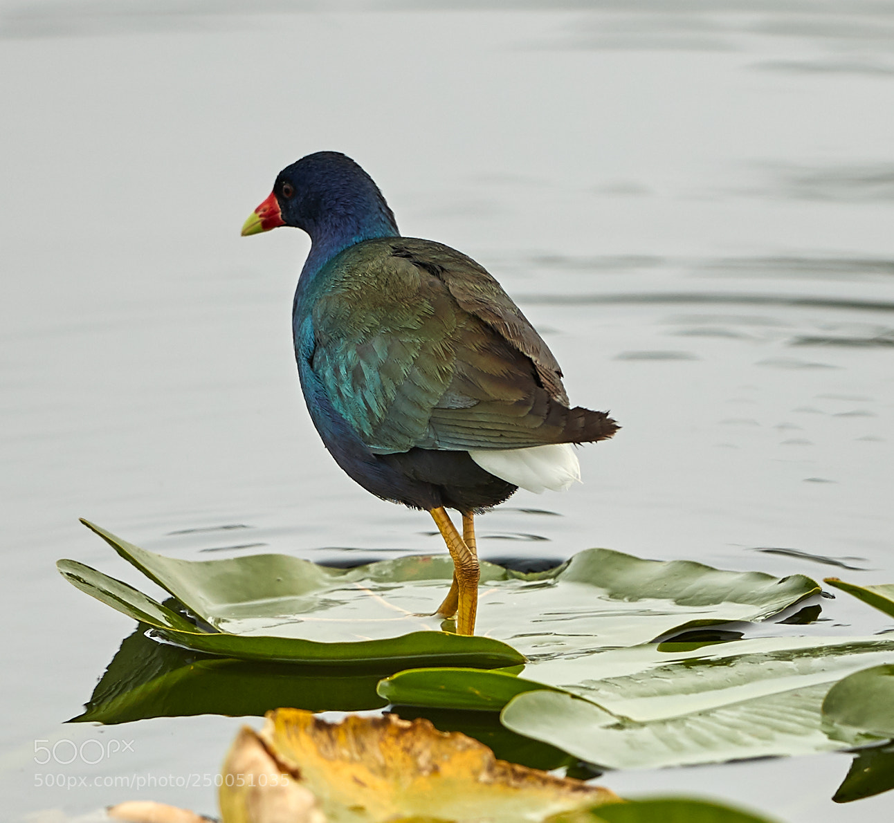Canon EOS-1D X Mark II sample photo. 03-20-18-0008618.jpg photography