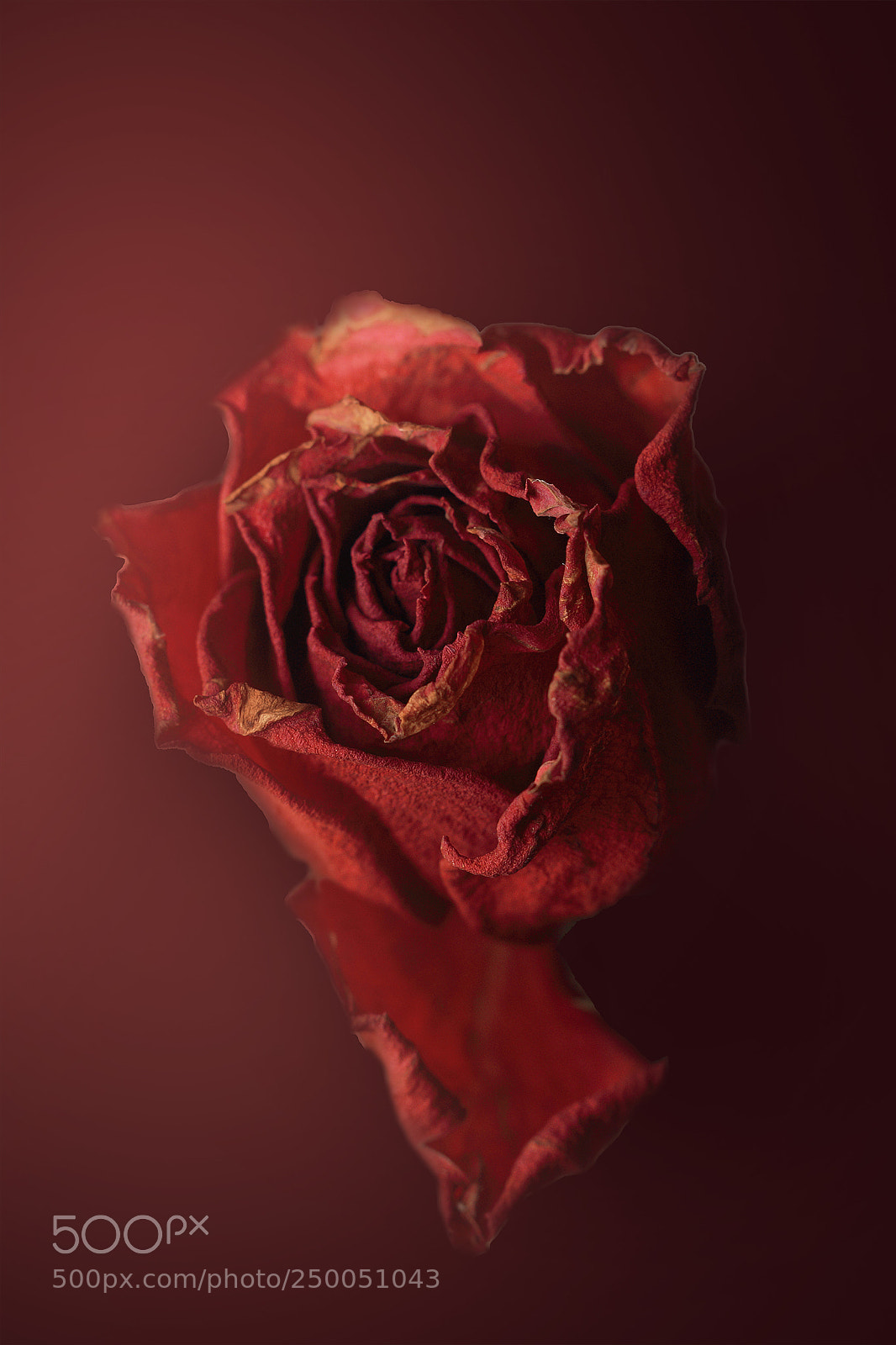 Canon EOS 80D sample photo. Rose photography