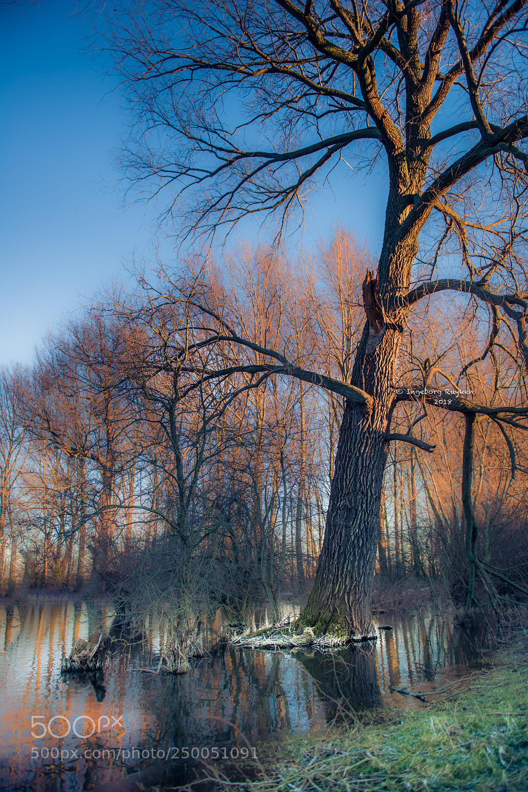 Nikon D800 sample photo. Head and shoulders above photography