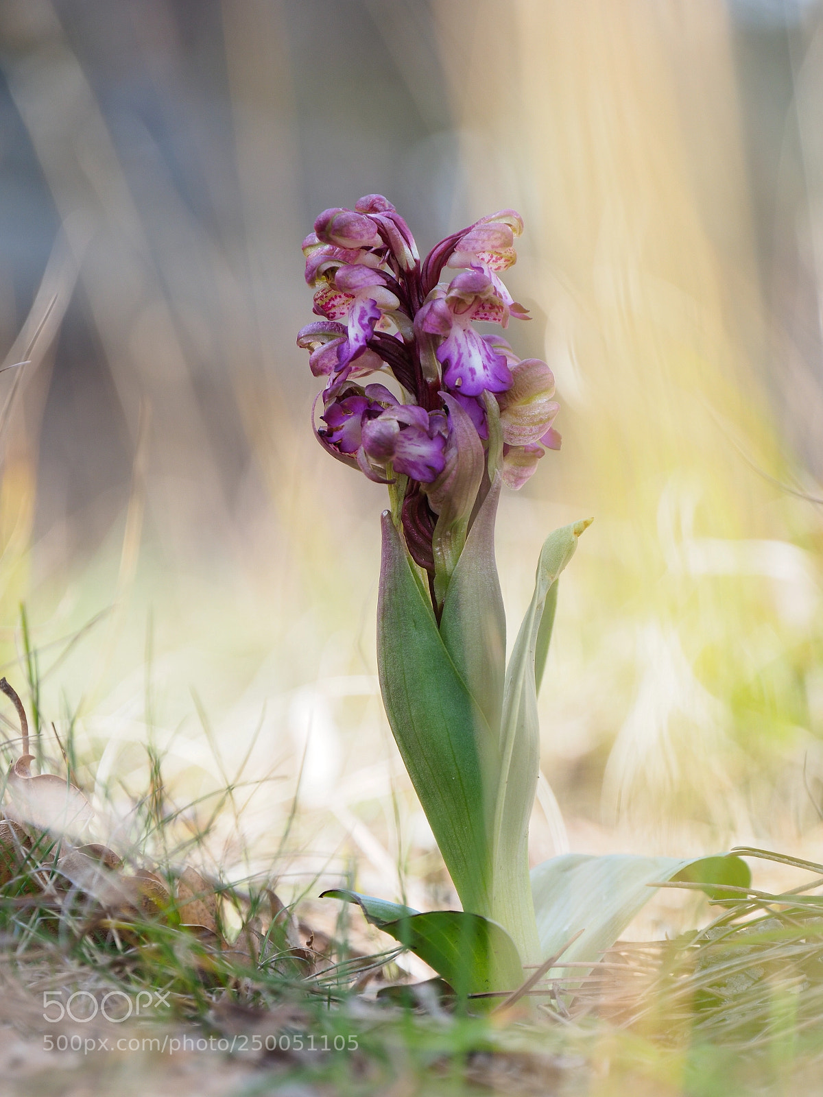 Olympus PEN-F sample photo. First flowers of spring photography