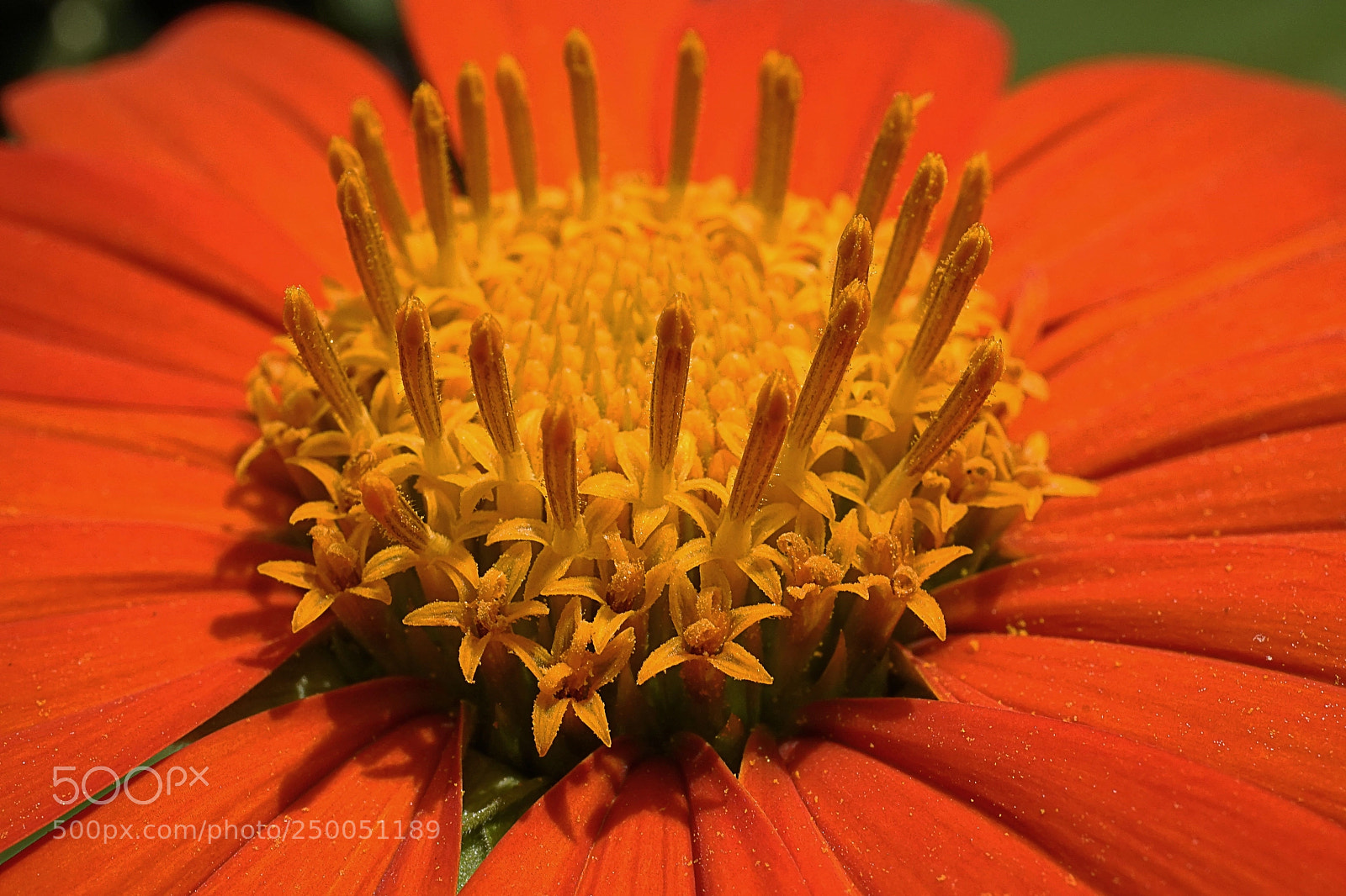 Sony a7 sample photo. Sunny... photography
