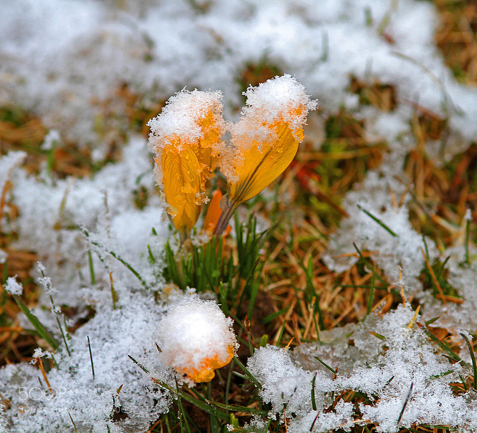 Canon EOS 7D sample photo. Winter tries to stay ... photography