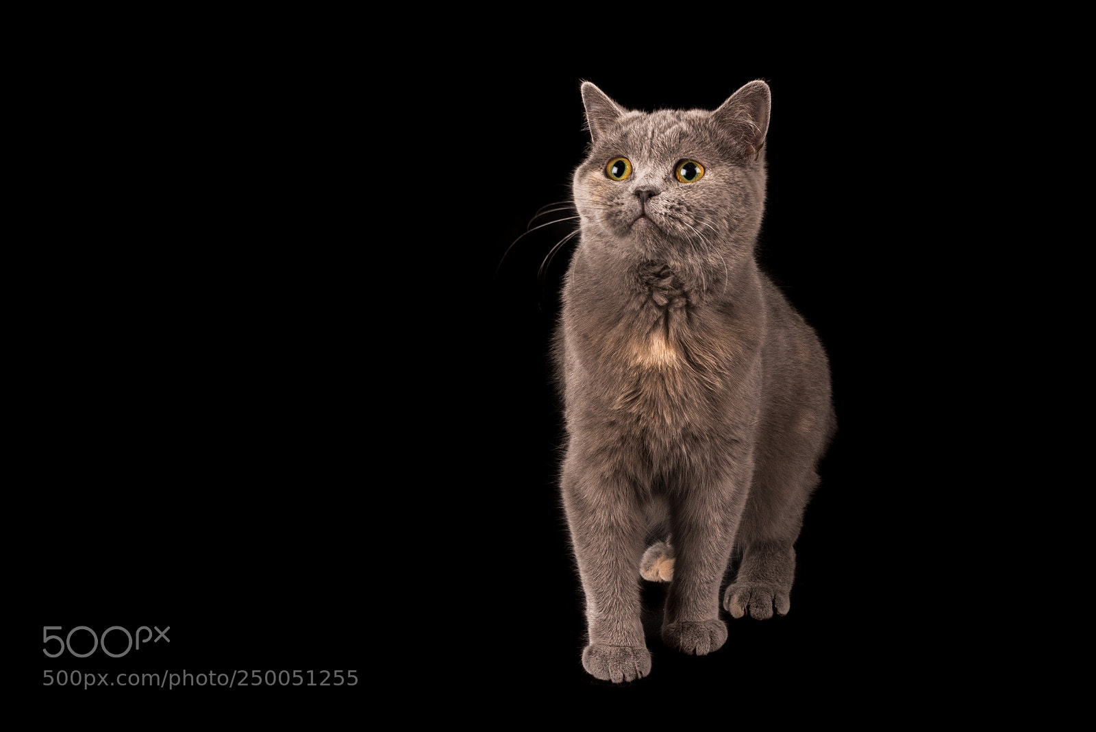 Nikon D810 sample photo. Chat photography