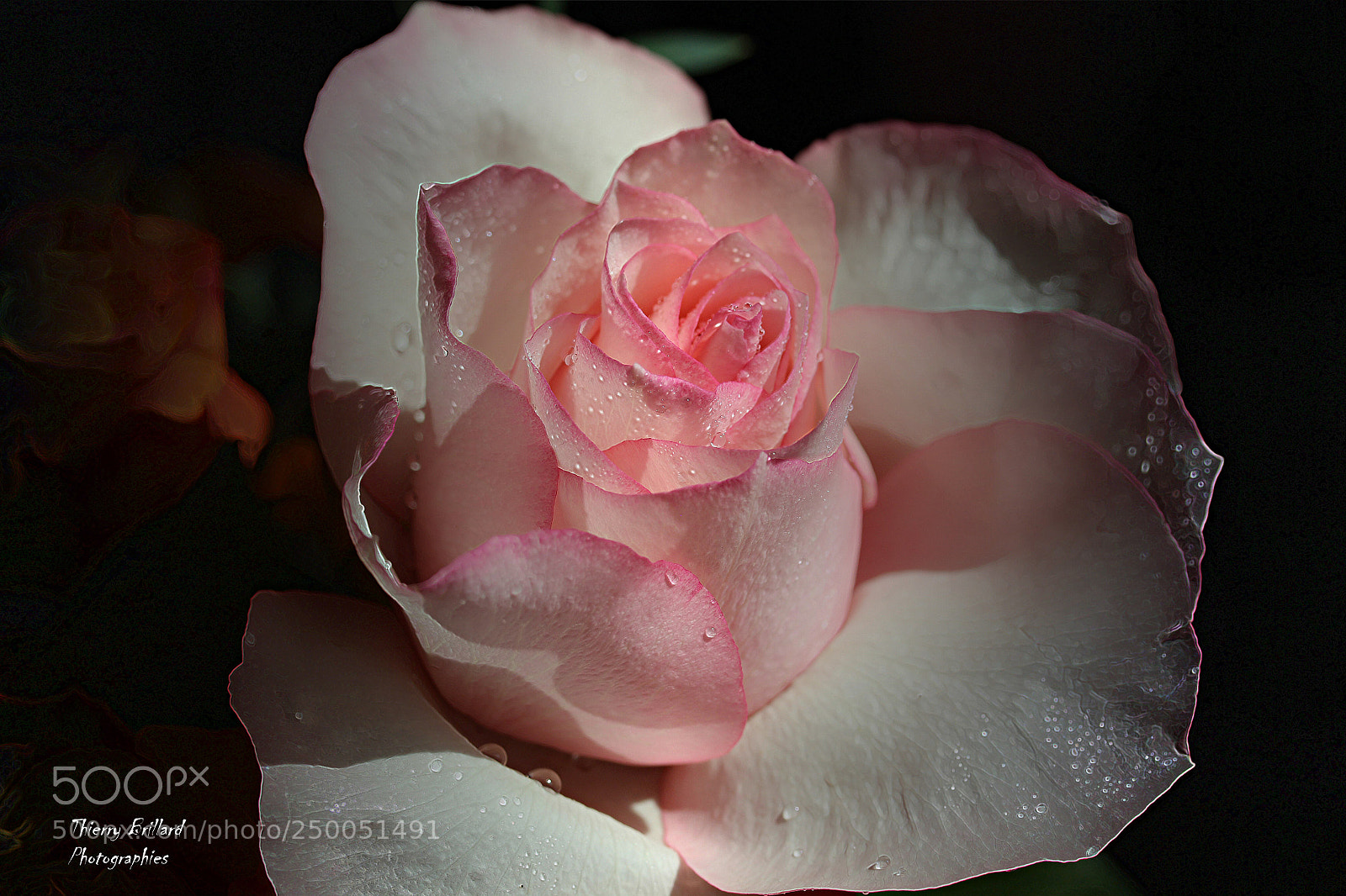 Canon EOS 600D (Rebel EOS T3i / EOS Kiss X5) sample photo. Rose pinck photography