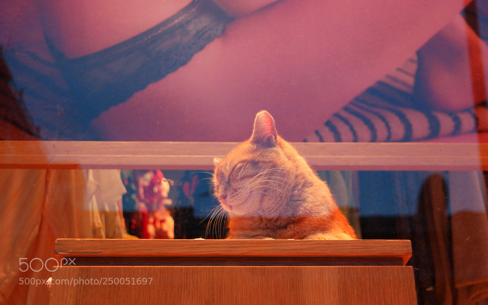 Samsung NX1 sample photo. ... photography