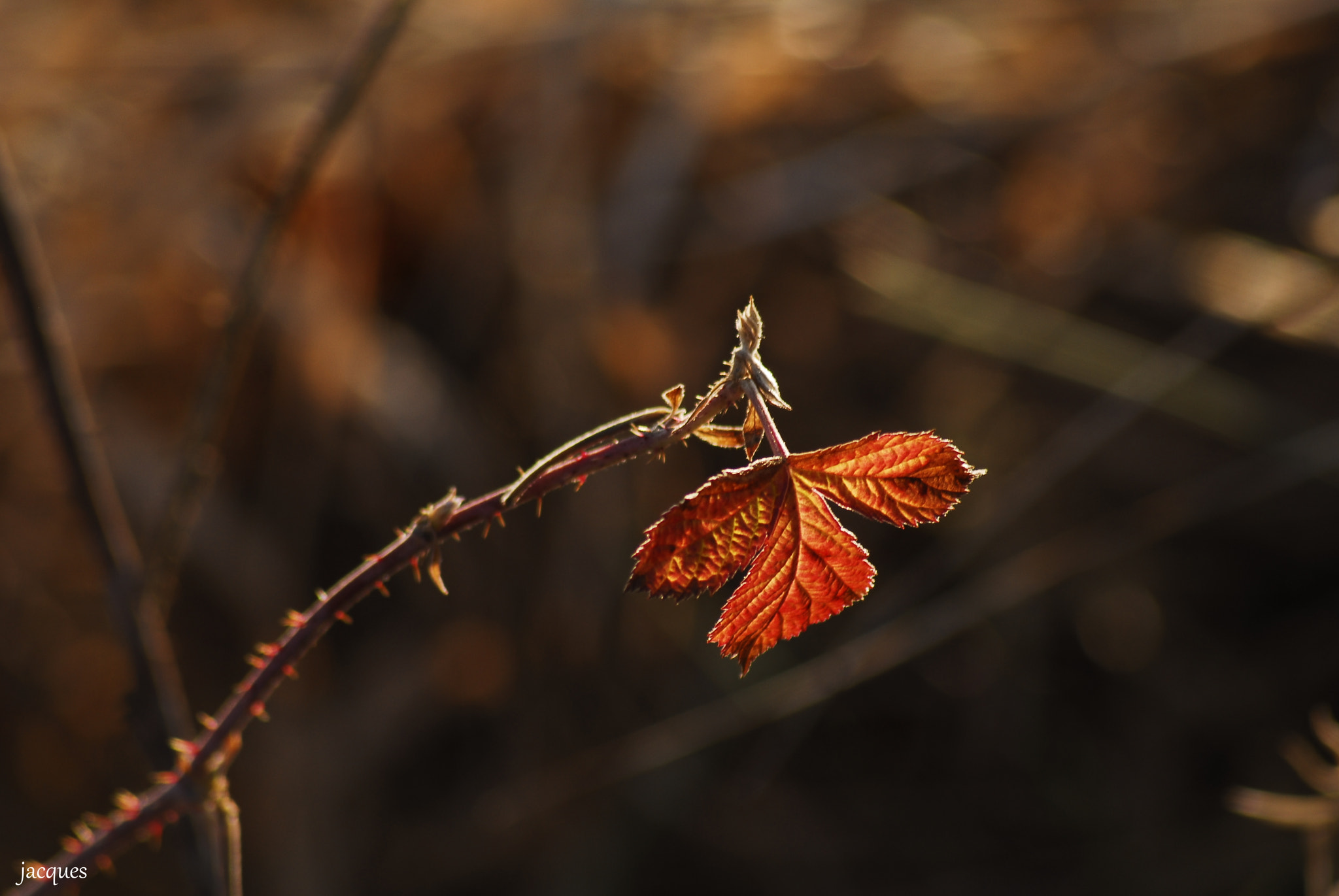 Nikon D200 sample photo. Blueberry photography