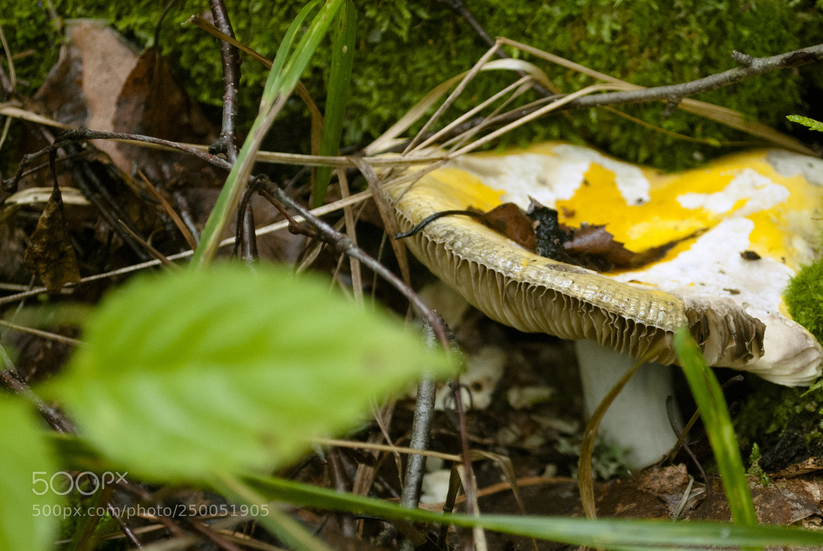 Nikon D60 sample photo. Mushroom photography