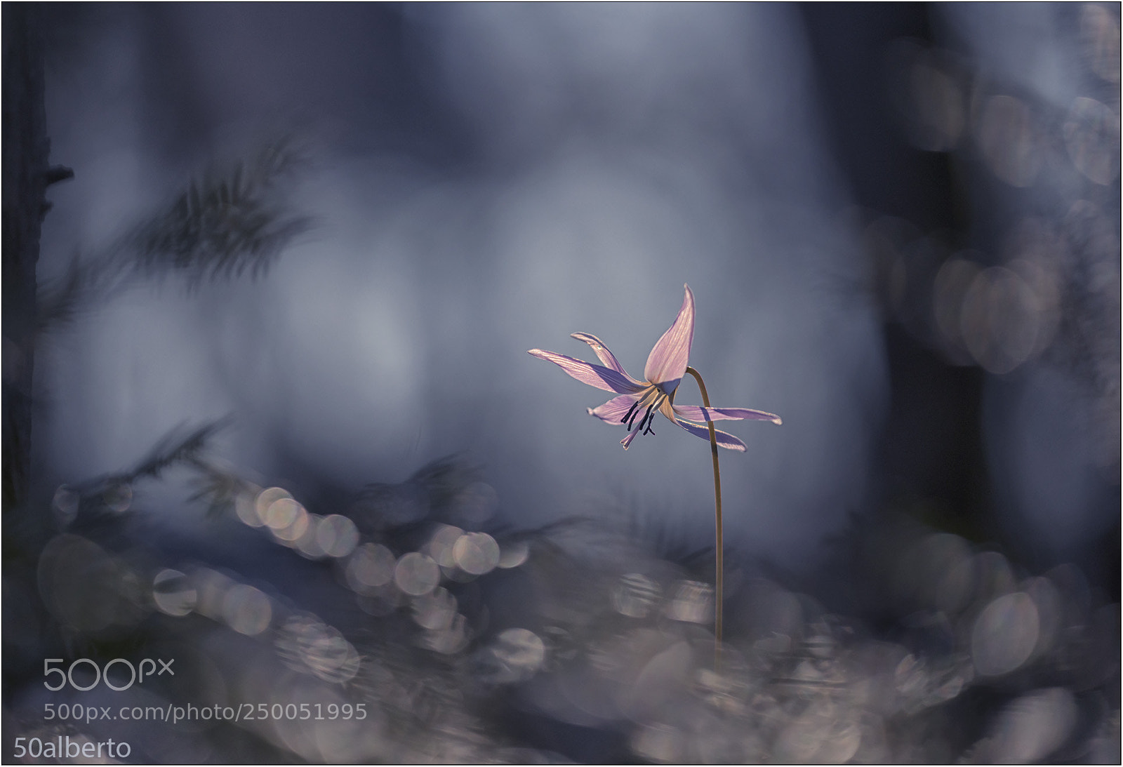 Nikon D610 sample photo. Erythronium dens-canis photography