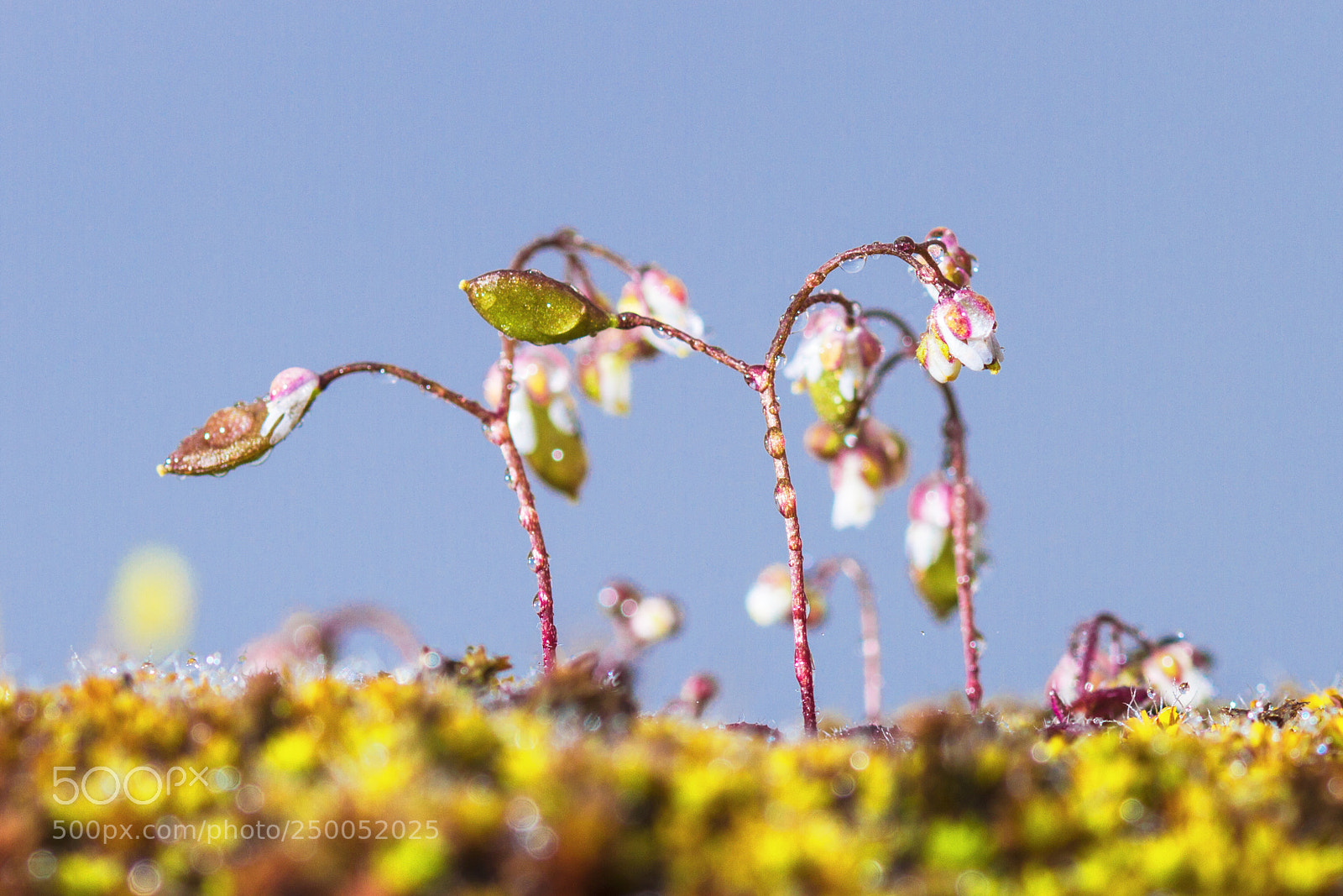 Canon EOS 7D sample photo. Flore des murailles 2 photography