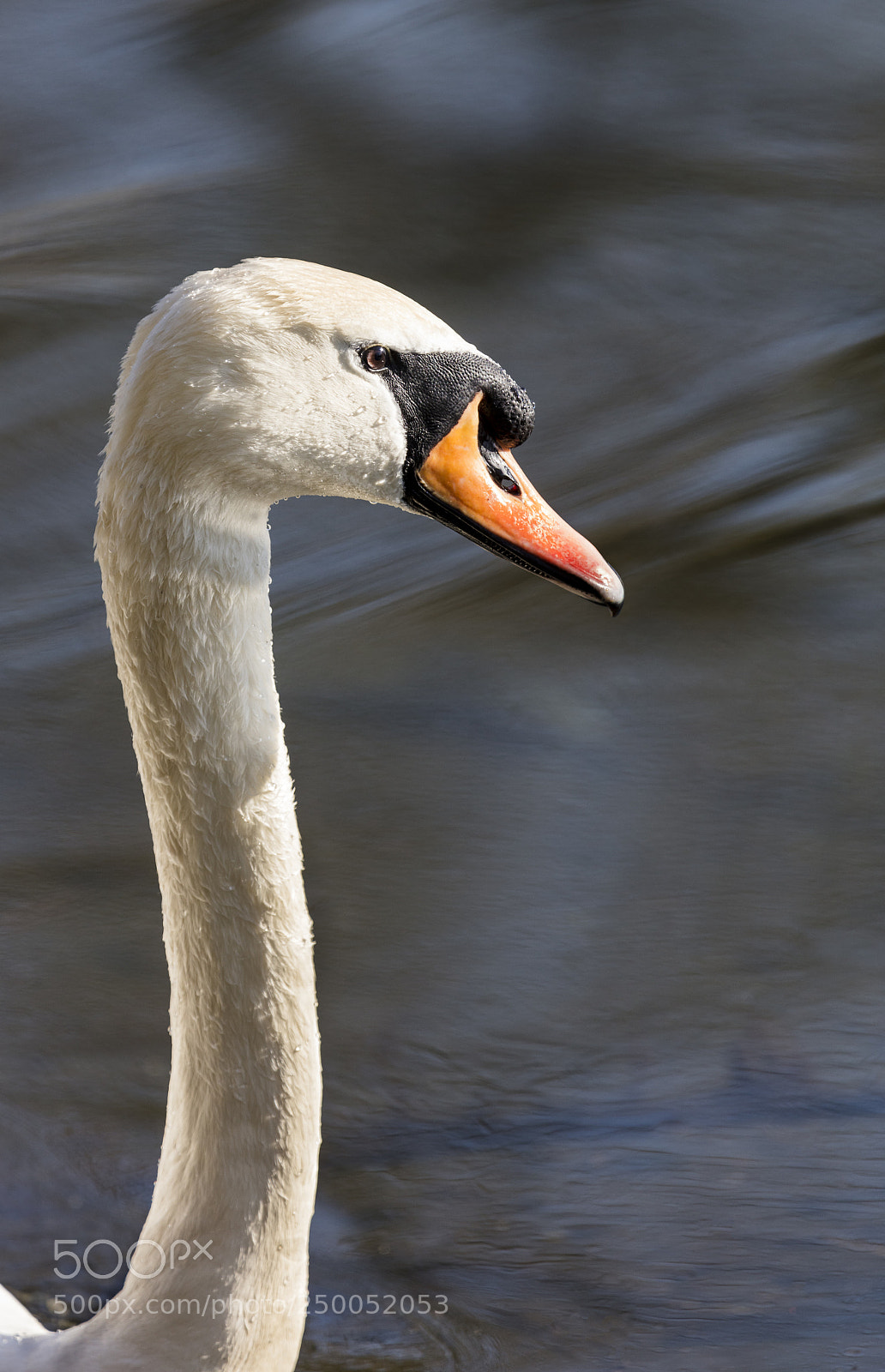 Canon EOS 5DS R sample photo. Swan photography