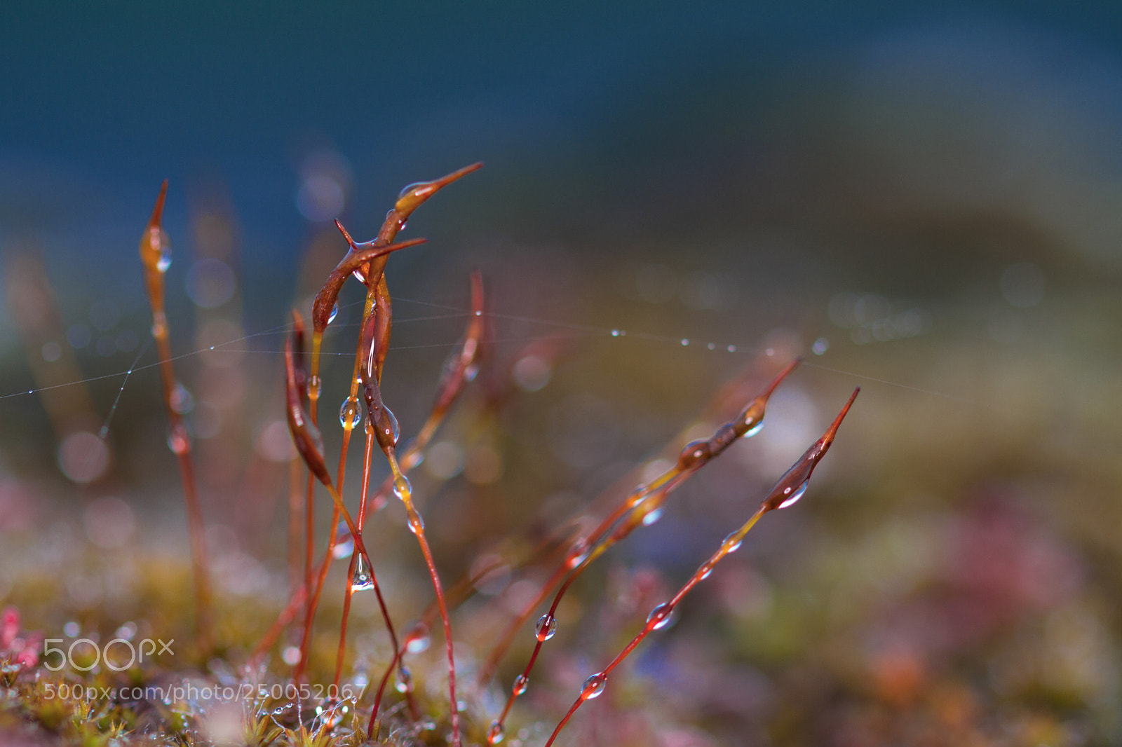 Canon EOS 7D sample photo. Flore des murailles 1 photography