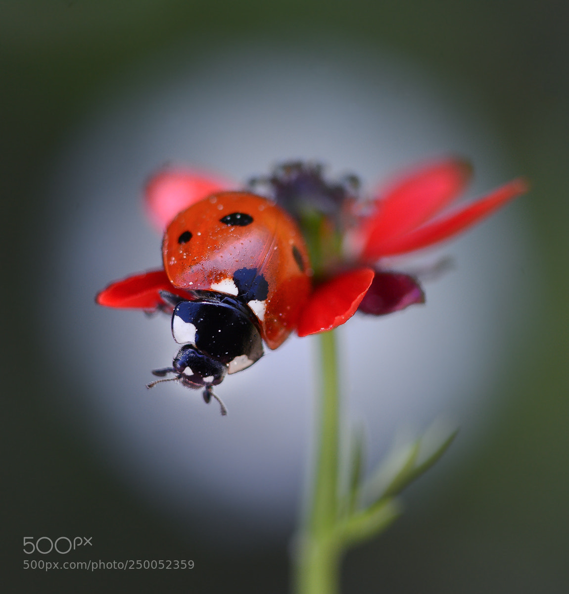 Nikon D7100 sample photo. Ladybug photography