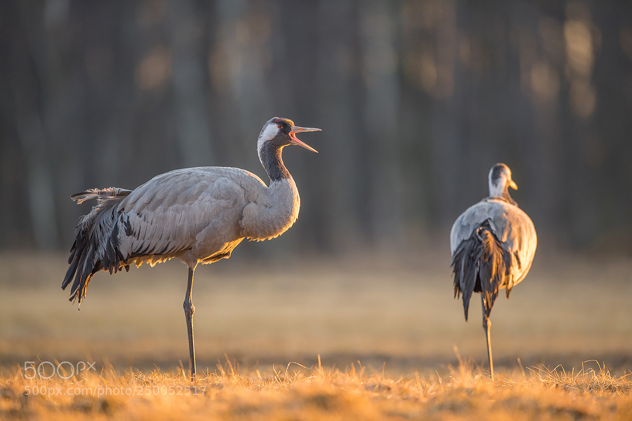 Nikon D5 sample photo. Żuraw, crane, grus grus photography