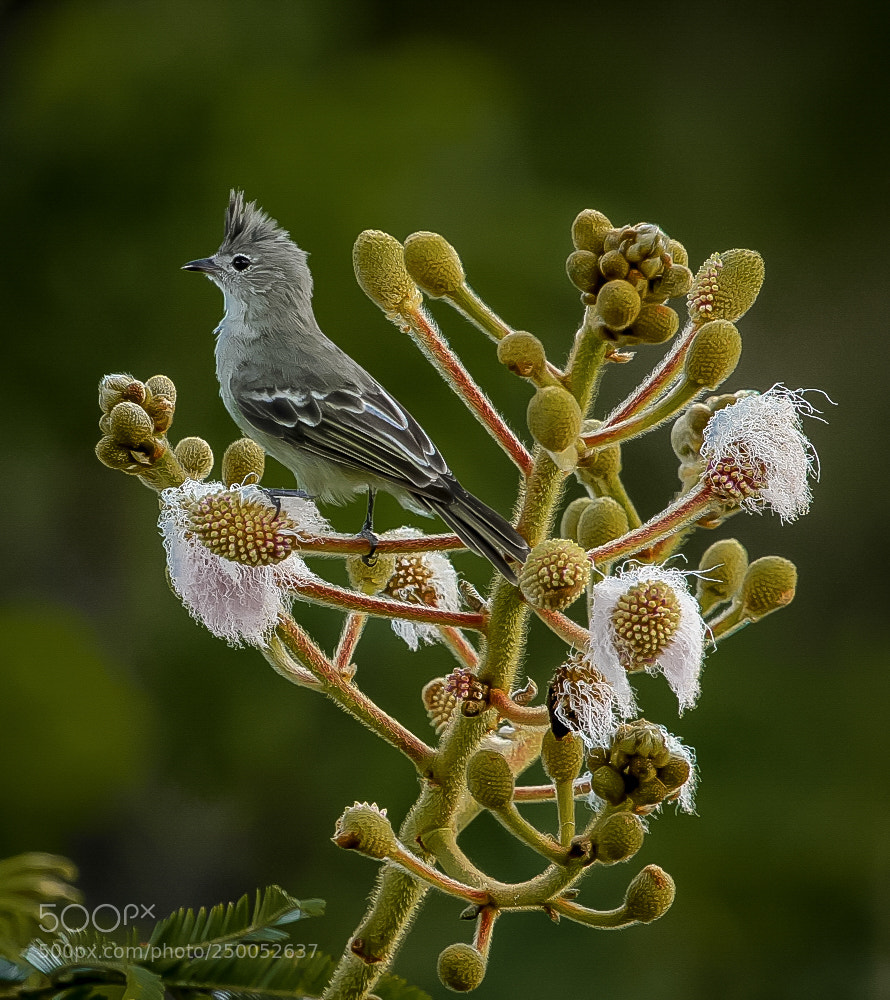 Canon EOS 7D sample photo. Plain-crested elaenia elaenia cristata photography