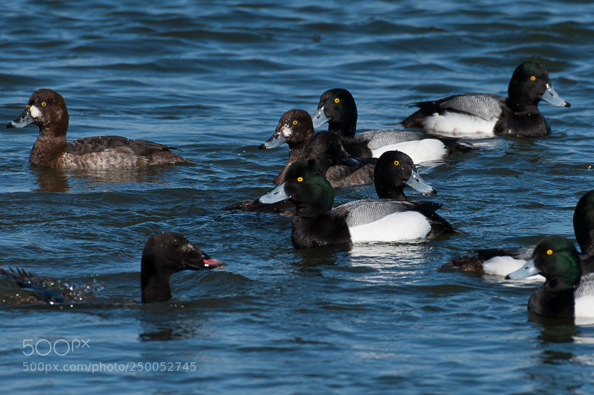 Nikon D700 sample photo. Greater scaups photography