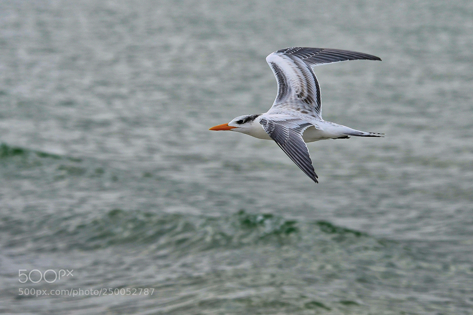 Nikon D500 sample photo. Royal tern in flight photography