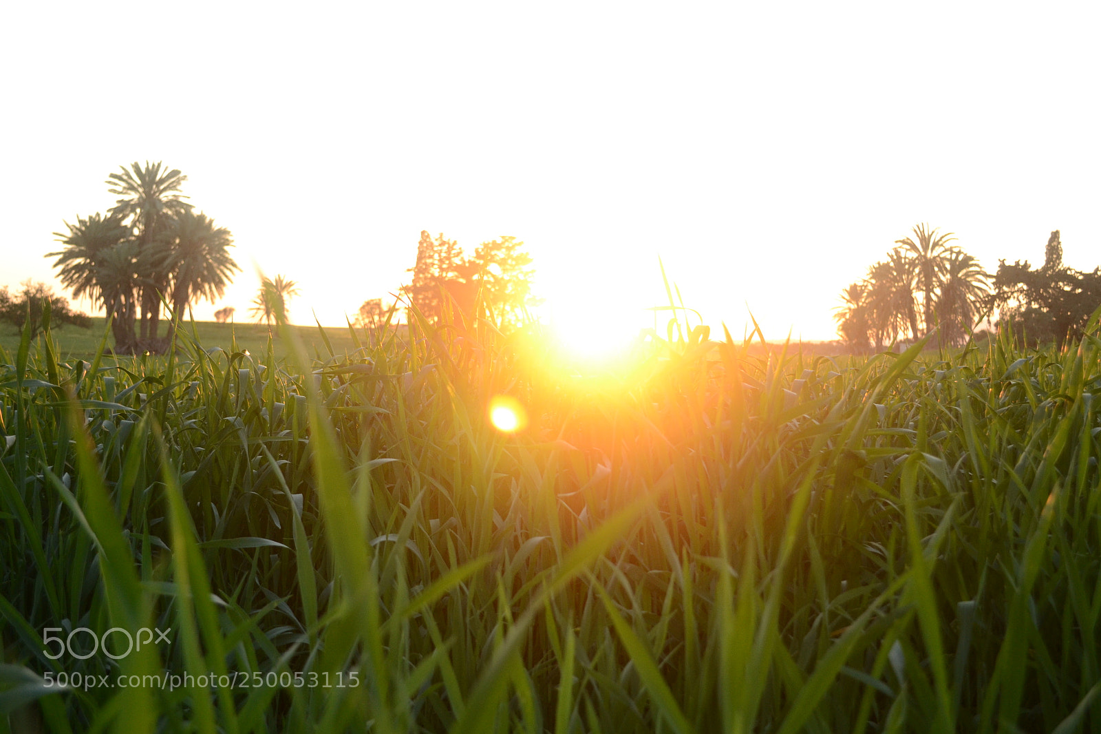 Nikon D3100 sample photo. Blinding sun on paradise photography