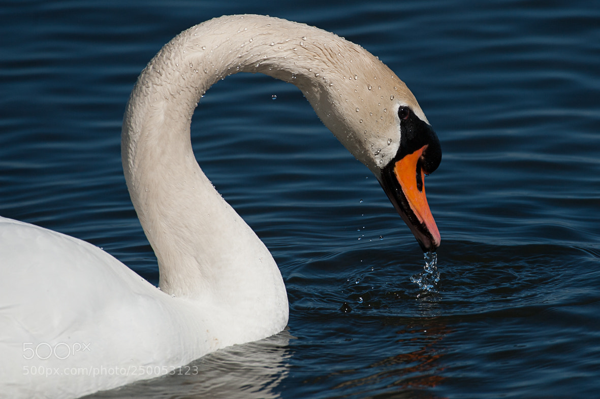 Nikon D700 sample photo. Mute swan photography