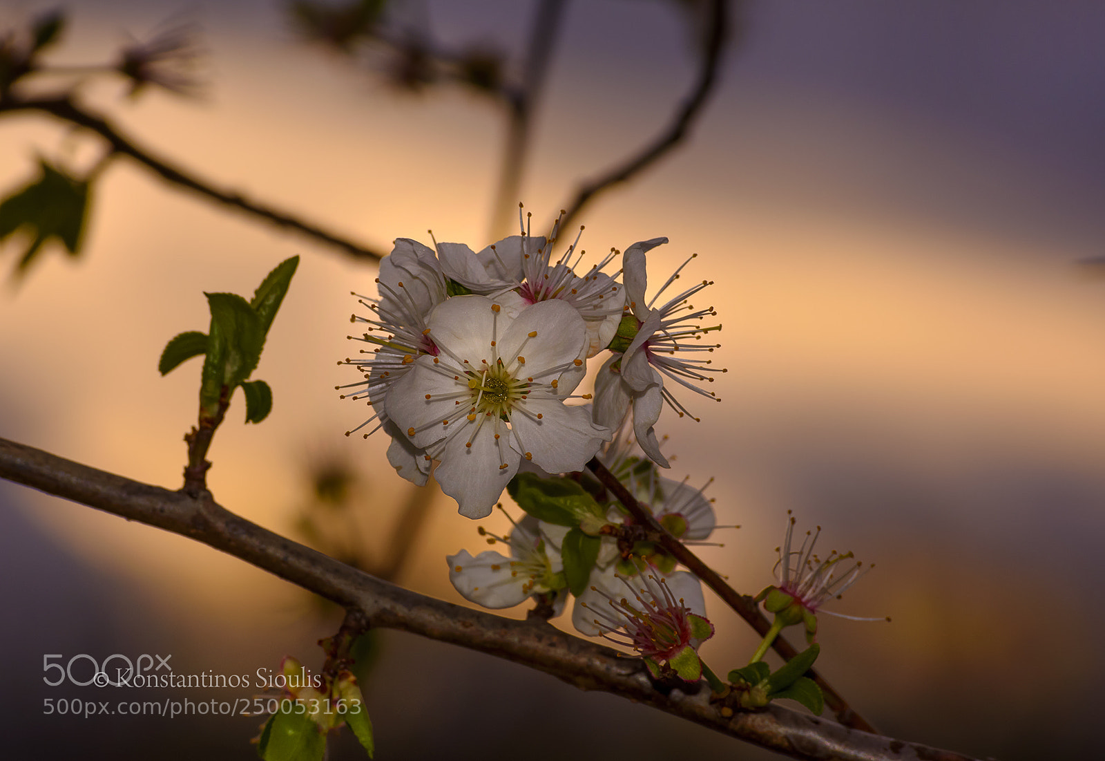 Nikon D7200 sample photo. The flowering photography