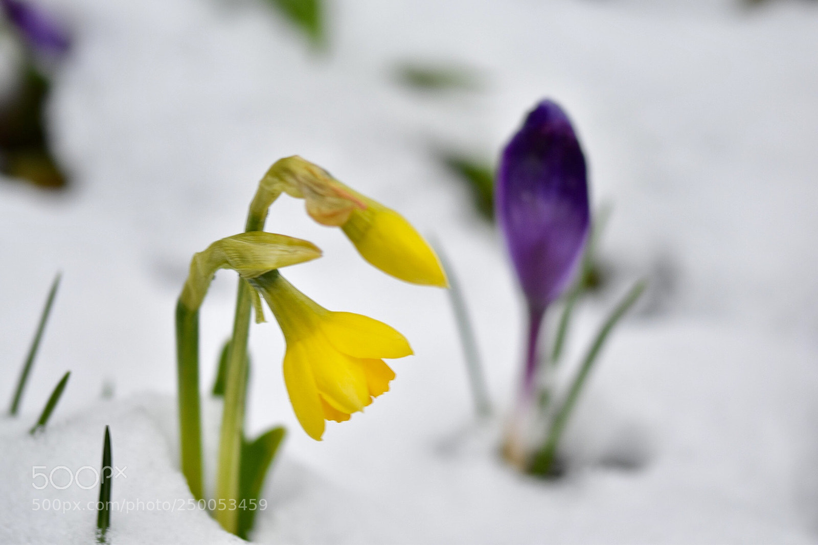 Nikon D5500 sample photo. The blooming tender in photography