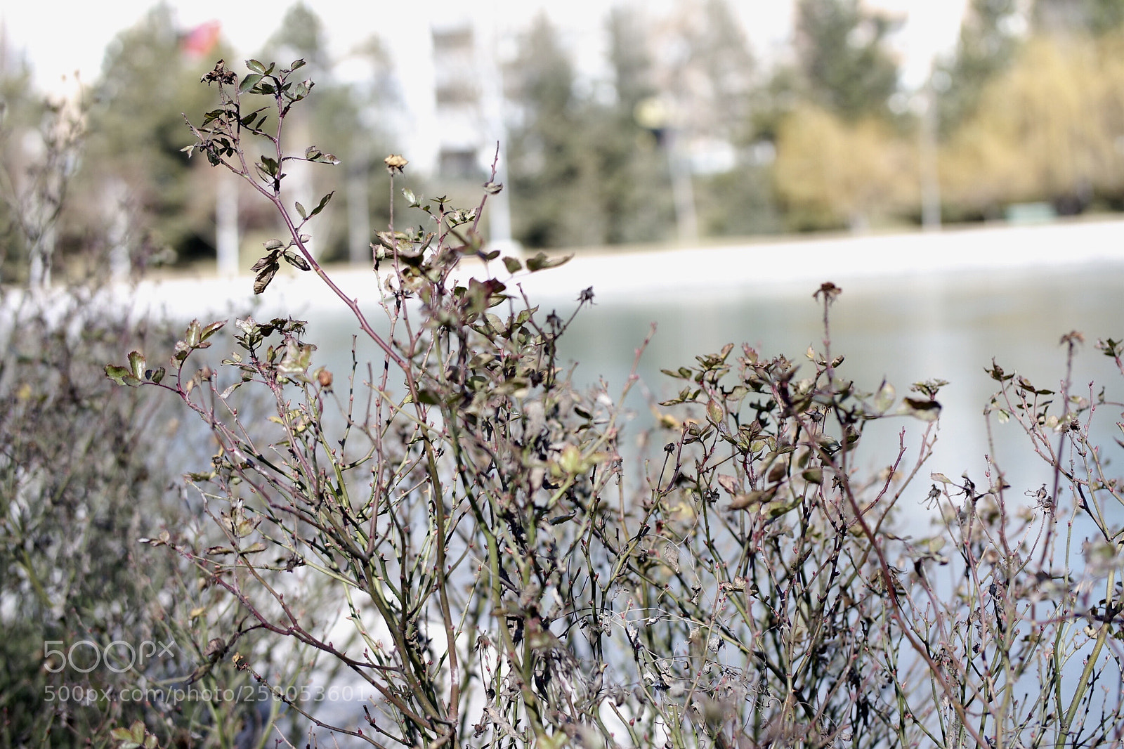 Samsung NX3000 sample photo. #wintersun photography