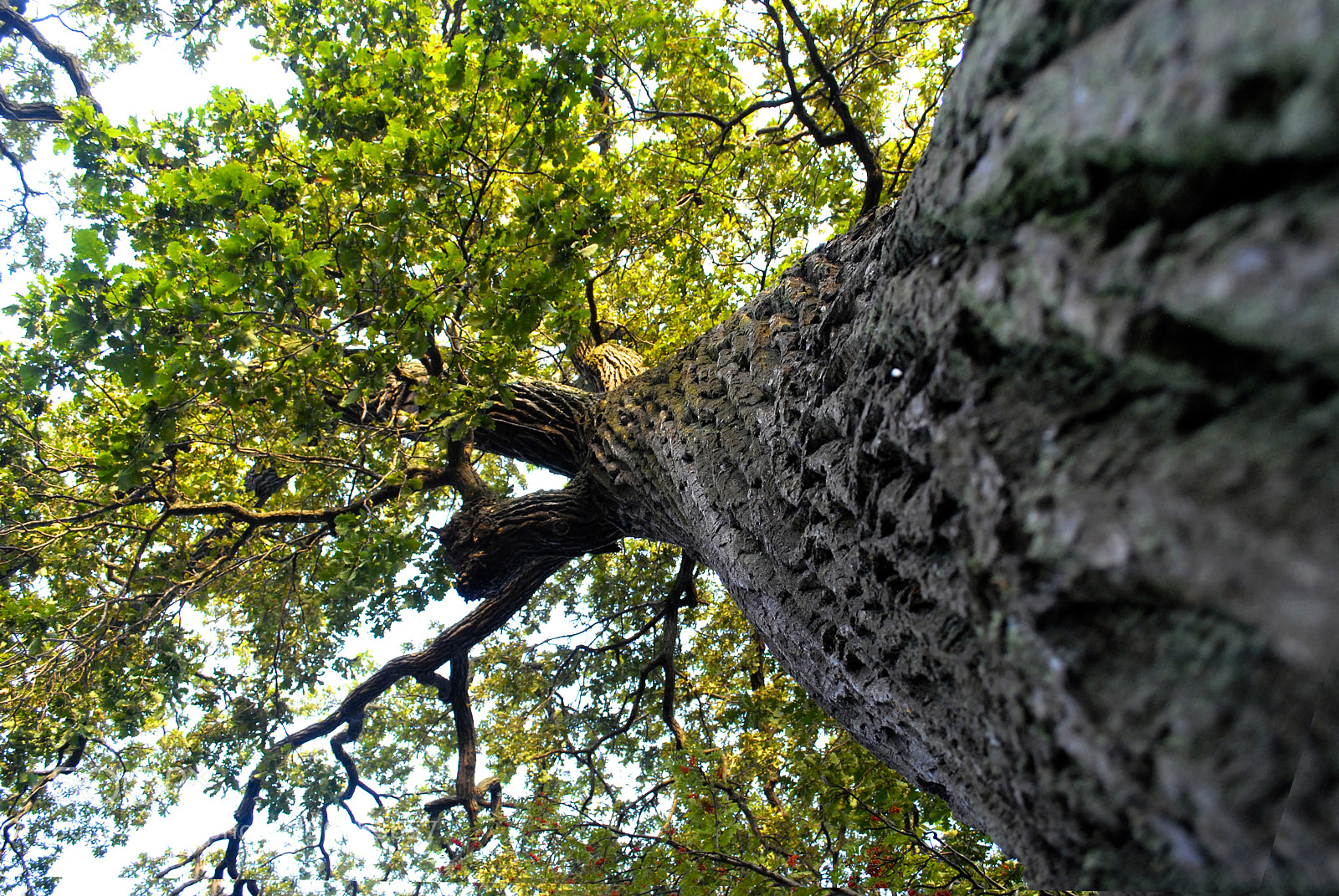Nikon D60 sample photo. Under green world photography