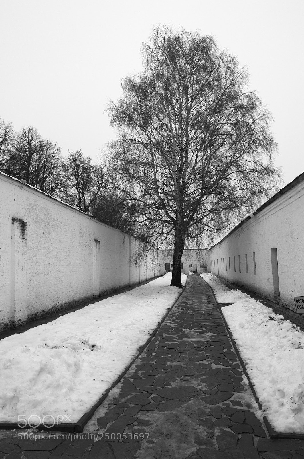 Nikon D3100 sample photo. Birch in the courtyard photography