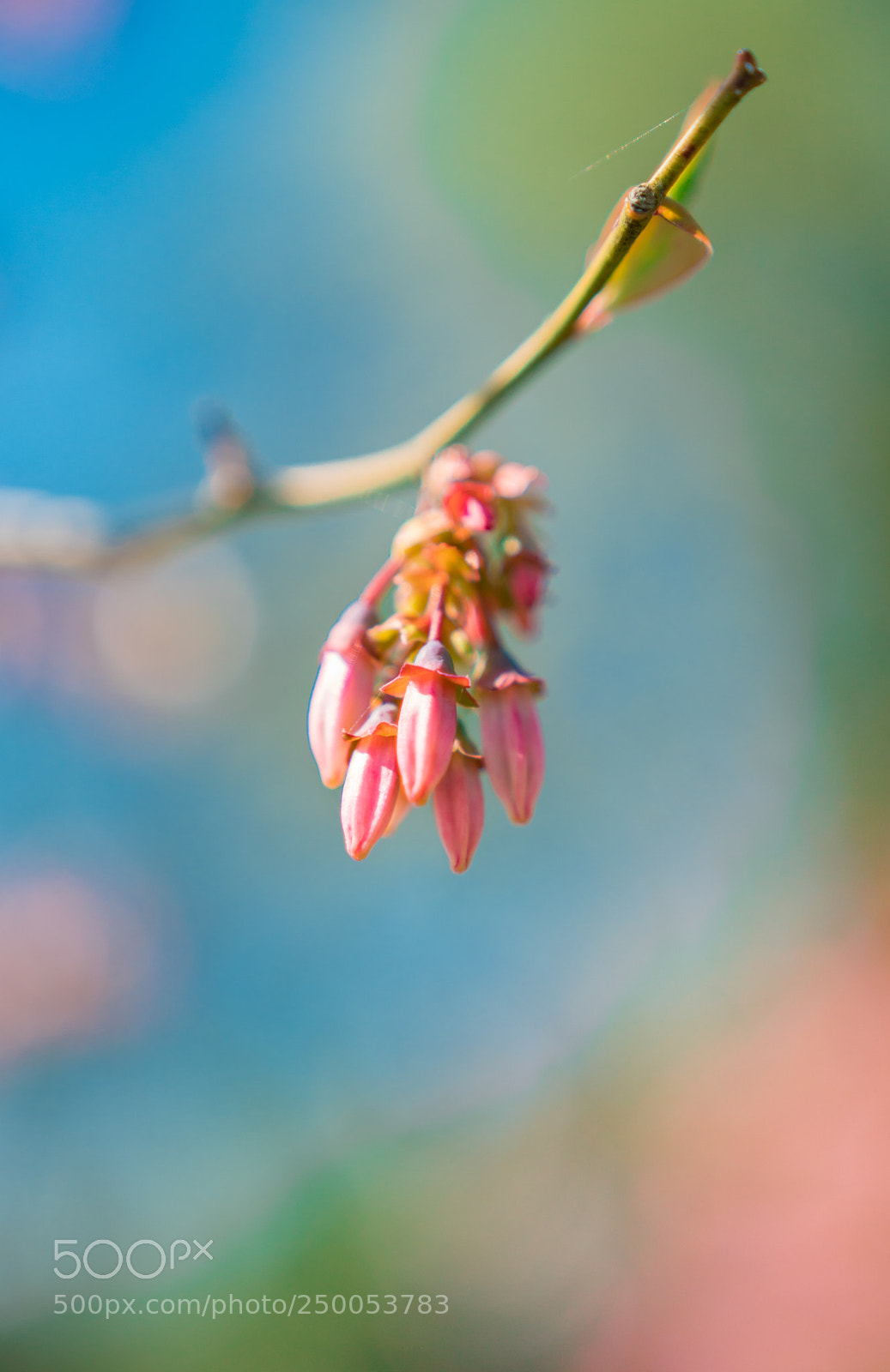 Sony a6300 sample photo. Spring blooms photography
