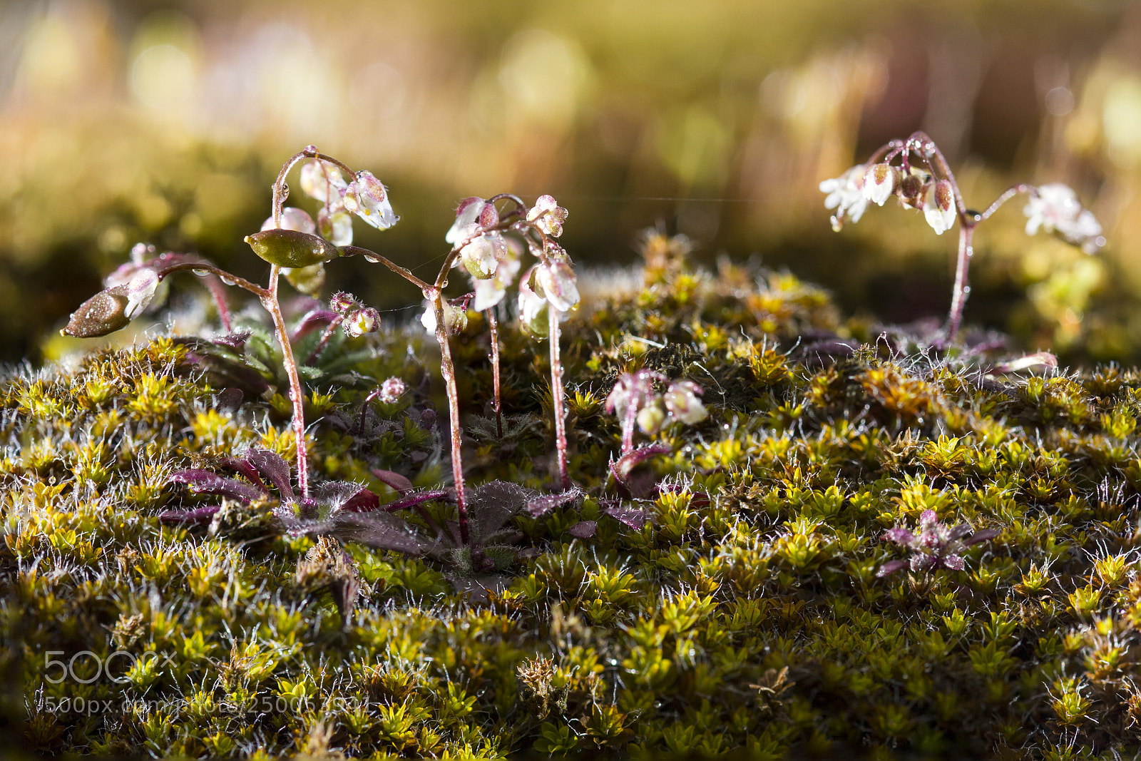 Canon EOS 7D sample photo. Flore des murs photography