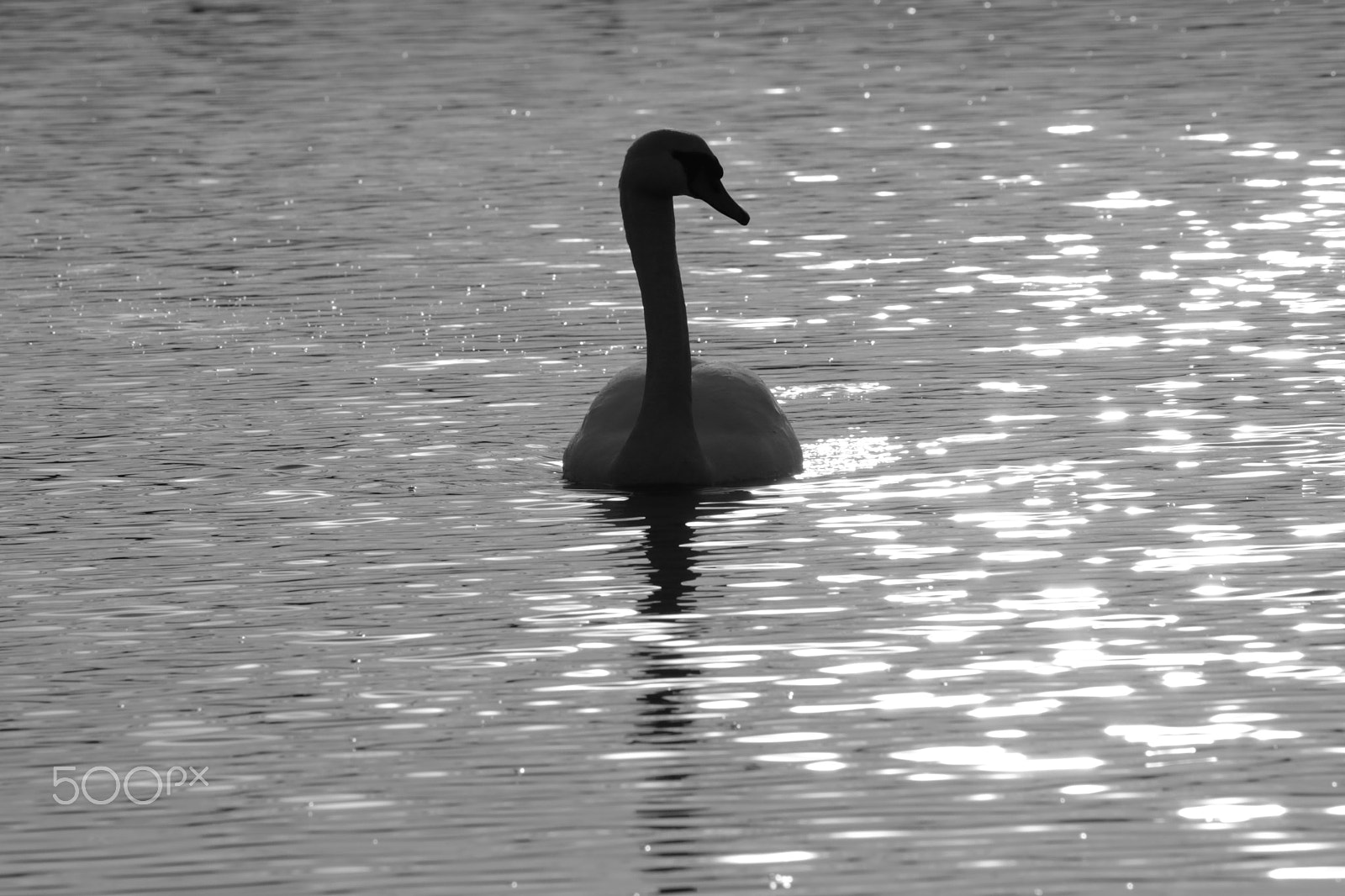 Canon EOS-1D X sample photo. Sensuality... photography