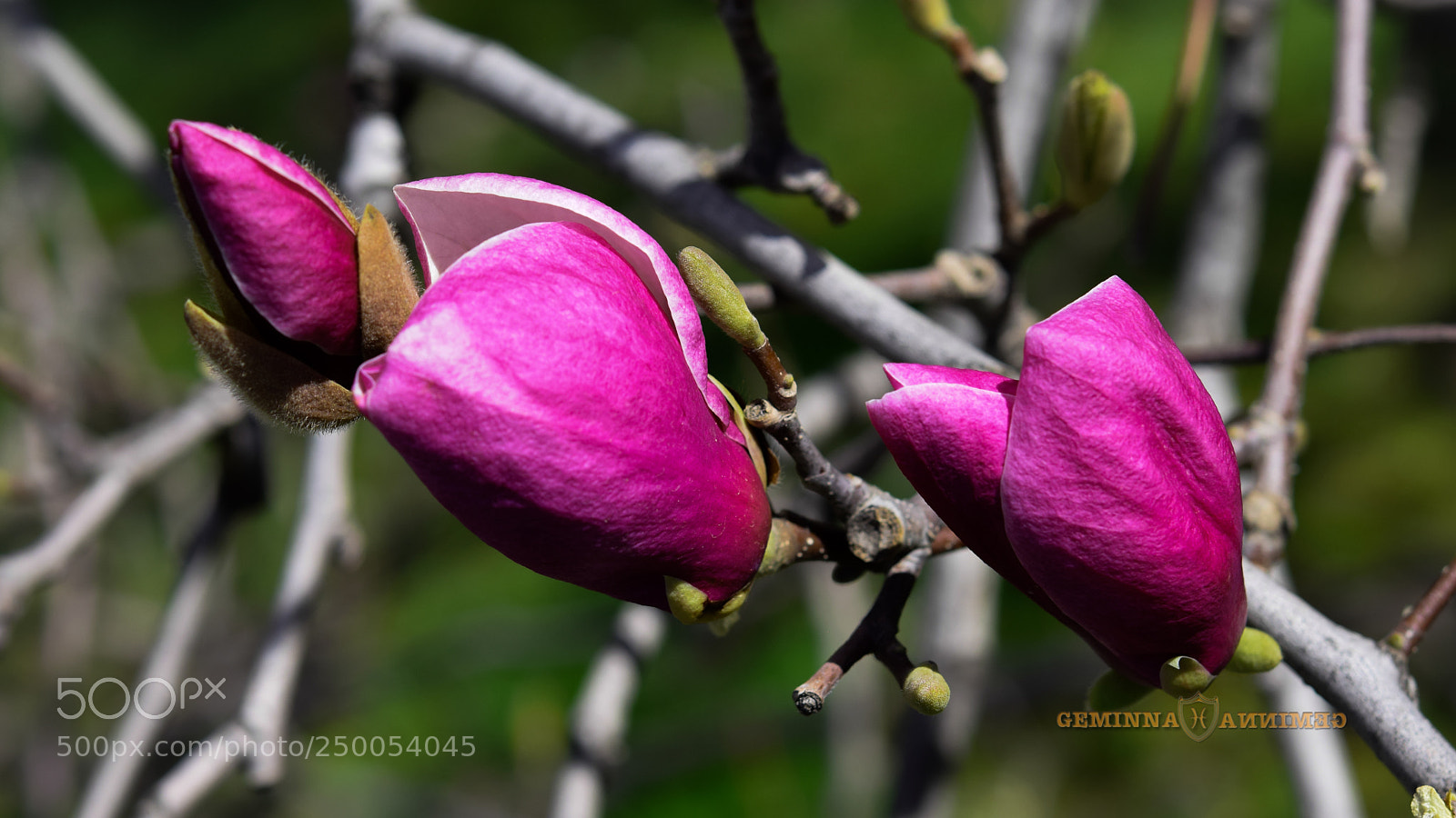Nikon D5300 sample photo. Kingdom of magnolia photography