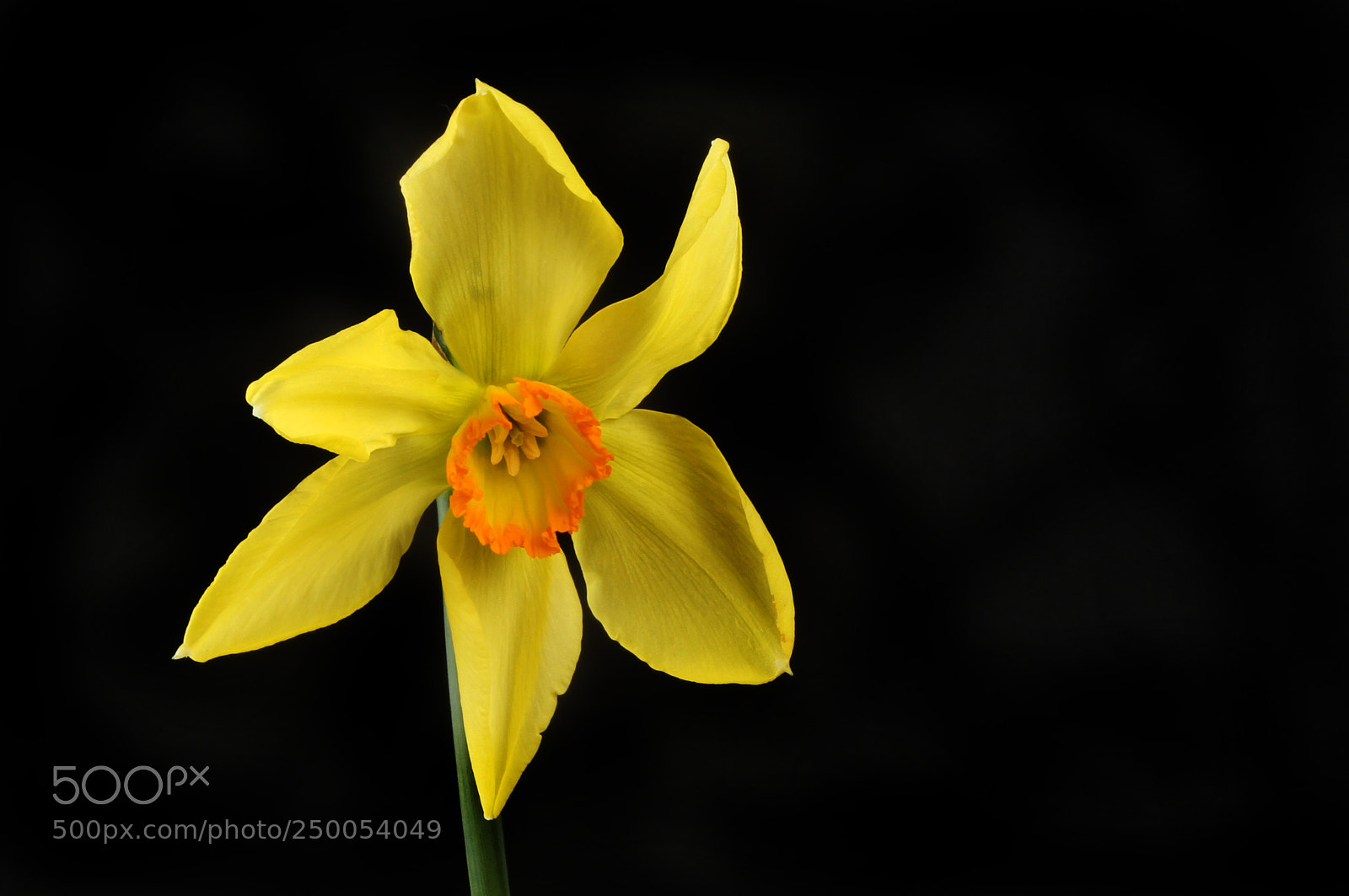 Canon EOS 7D sample photo. Daffodil against black photography