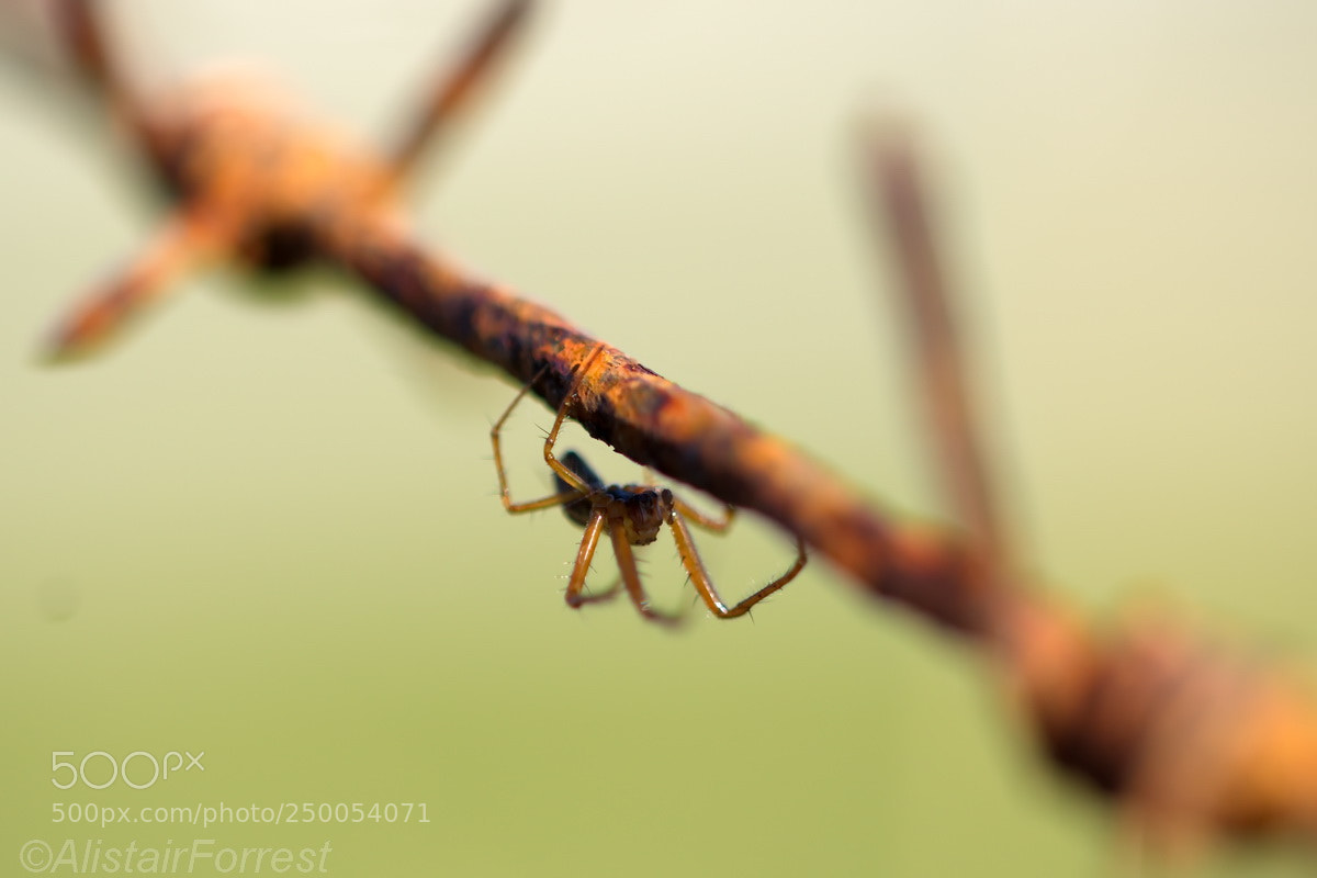 Nikon D7000 sample photo. Spider on wire photography