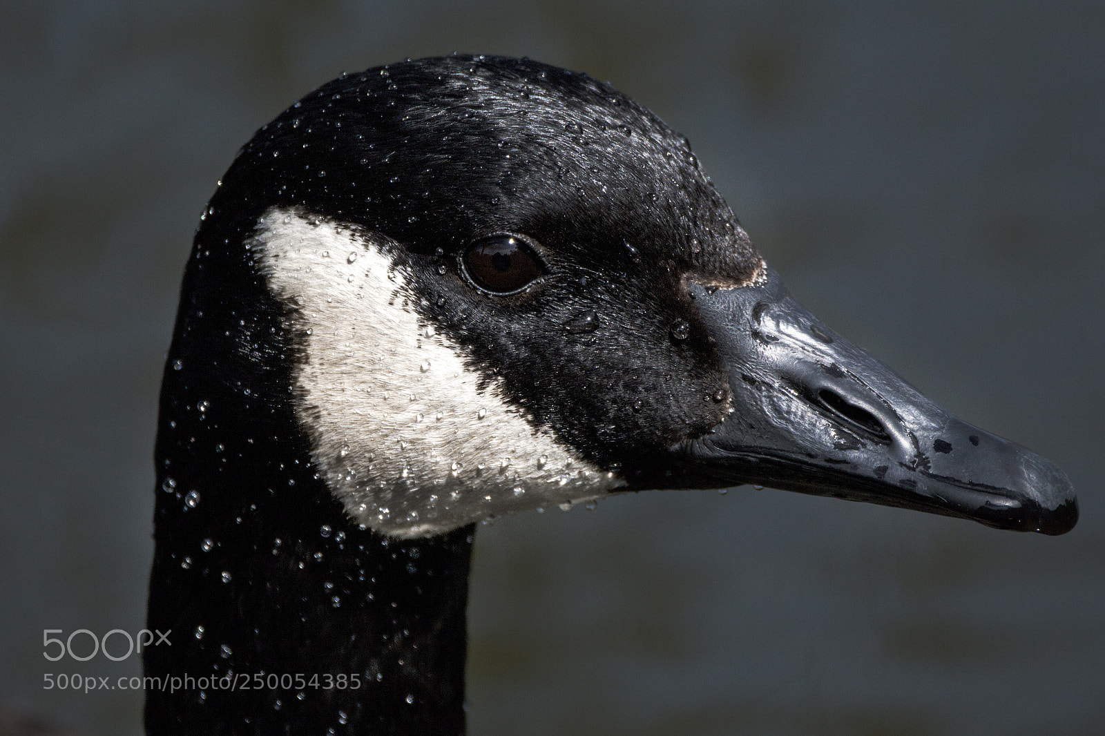 Canon EOS 70D sample photo. Canadian goose photography