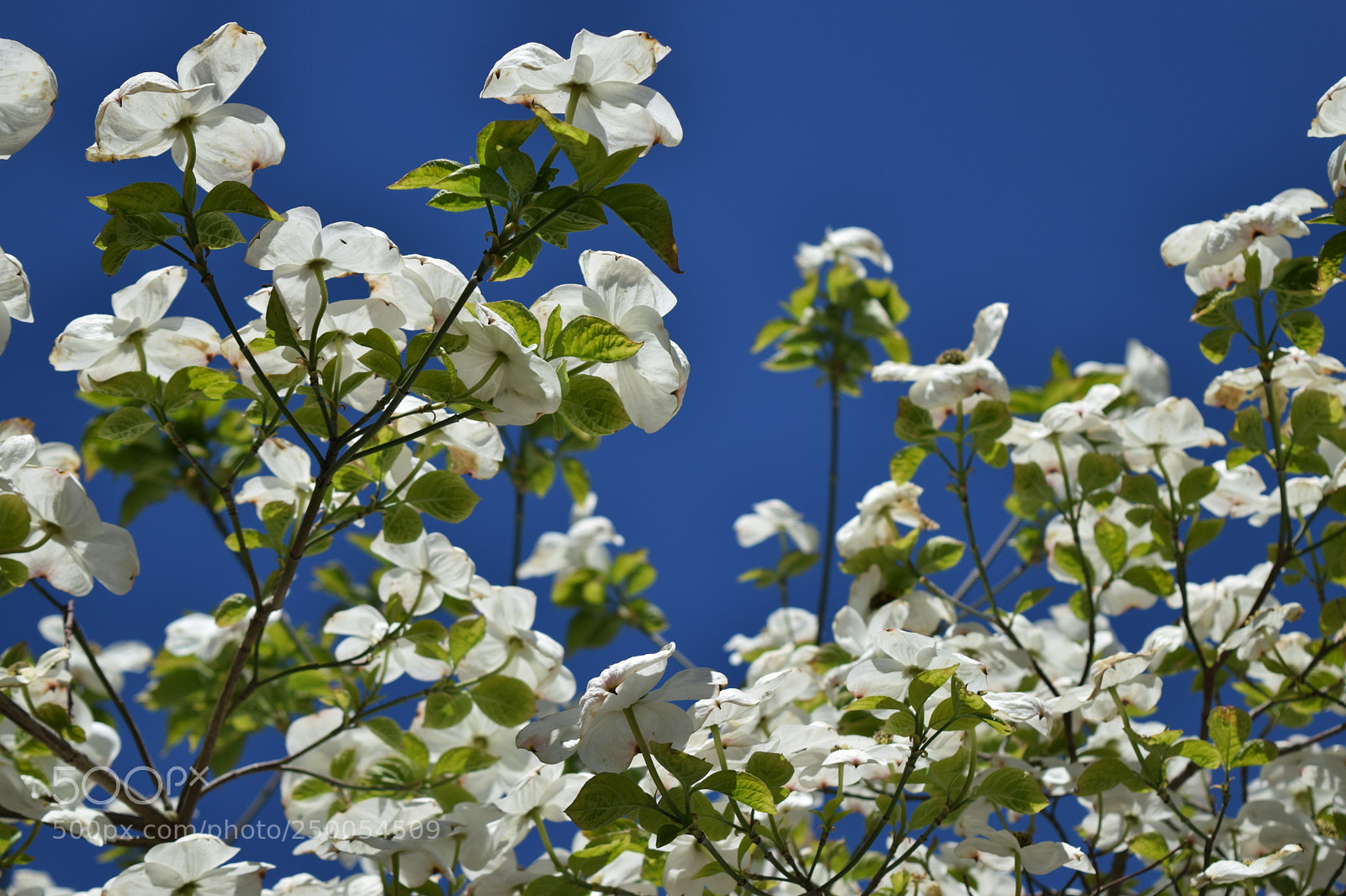 Nikon D3300 sample photo. Spring is in the photography