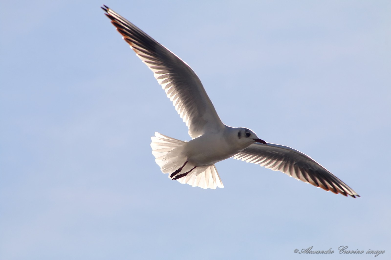 Canon EOS 70D sample photo. Open wings photography