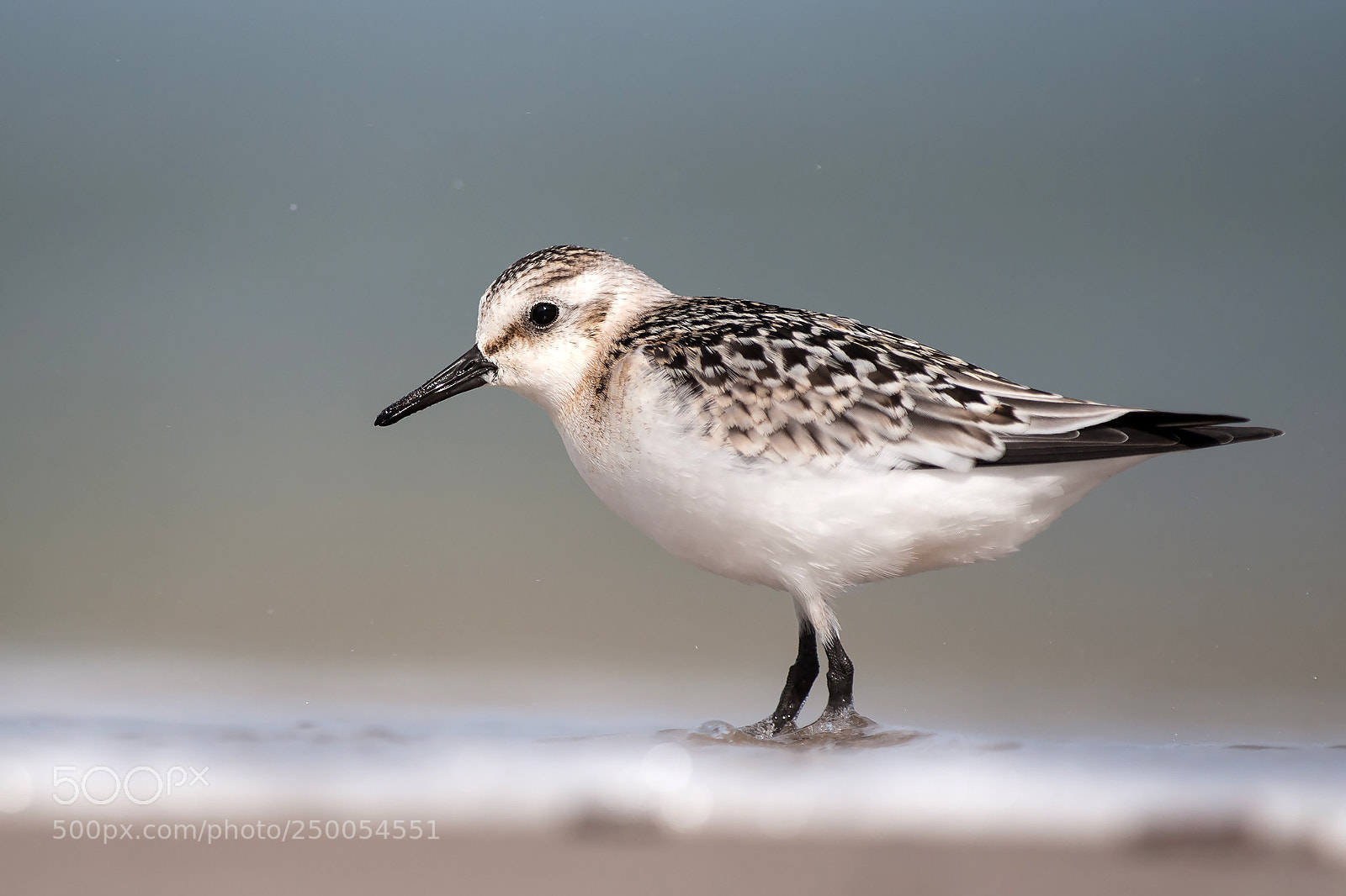 Canon EOS-1D Mark III sample photo. Sanderling photography