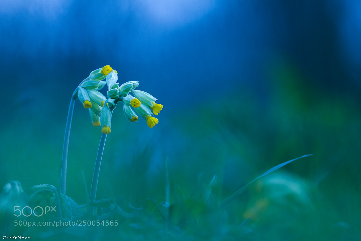 Canon EOS 7D sample photo. Primev re officinale primula photography