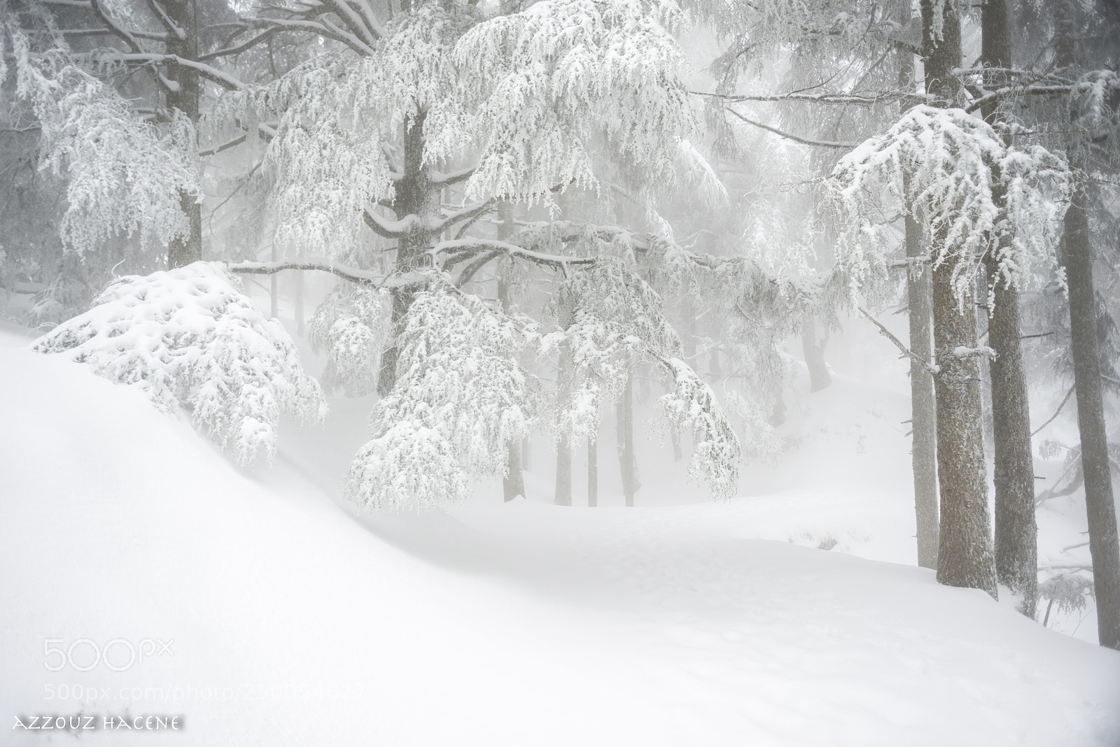 Nikon D800E sample photo. Snow photography
