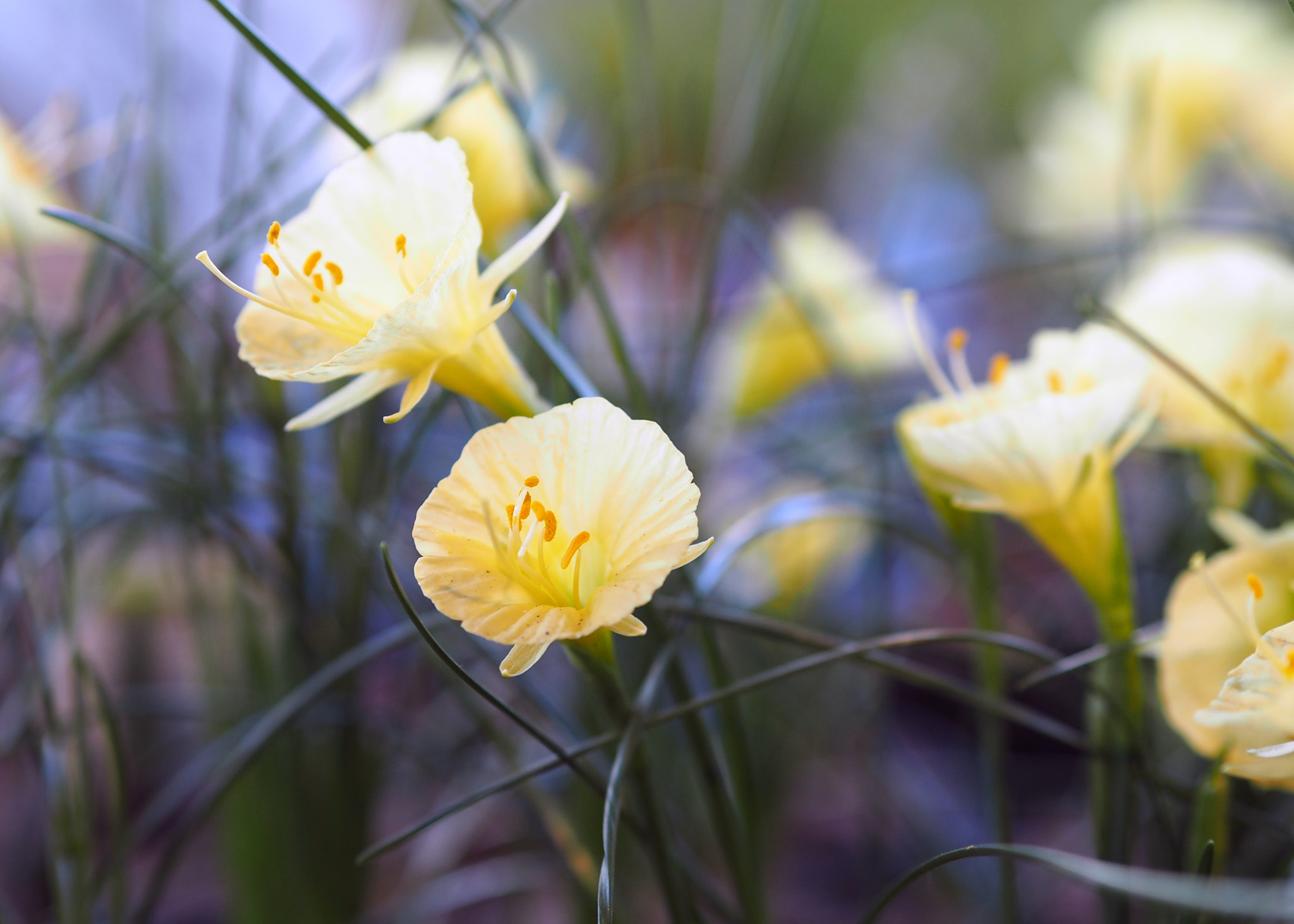 Olympus PEN E-PL8 sample photo. Ode to spring photography