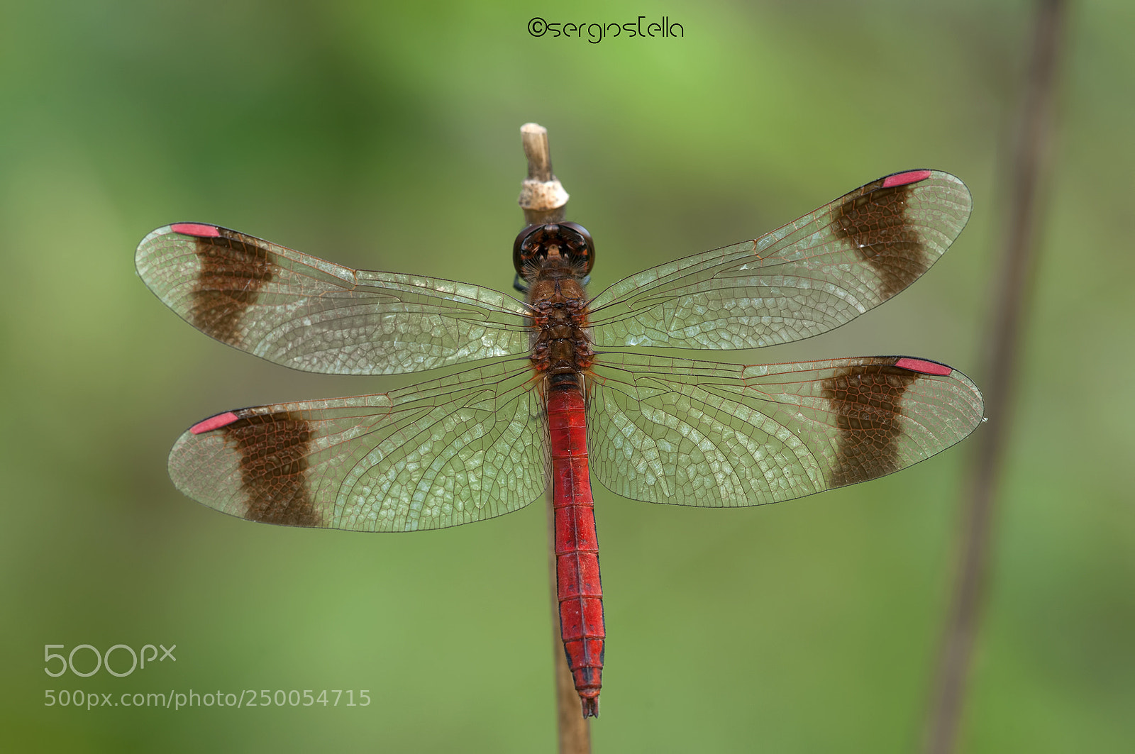 Nikon D90 sample photo. Sympetrum pedemontanum____ photography