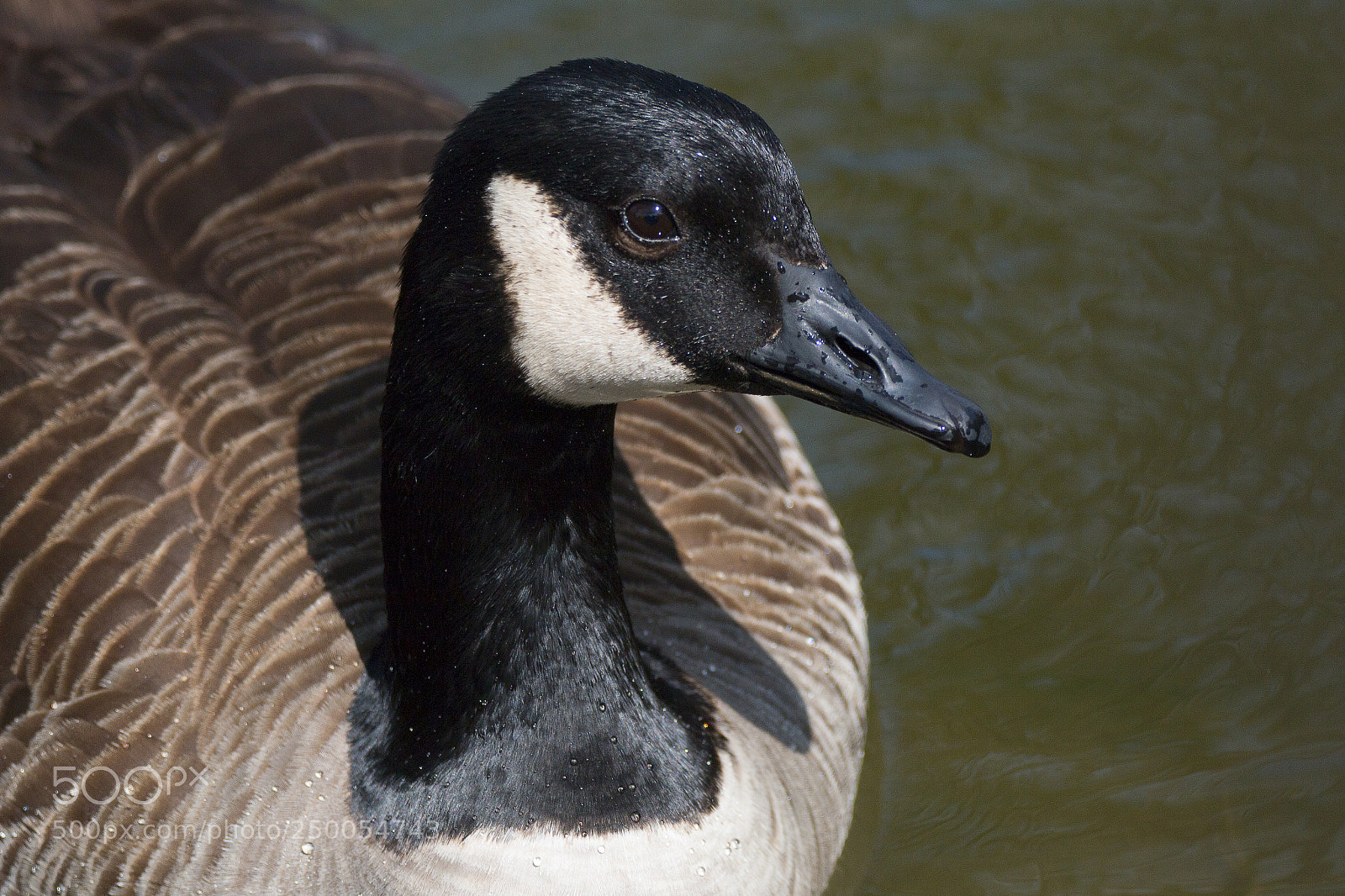 Canon EOS 70D sample photo. Canadian goose photography