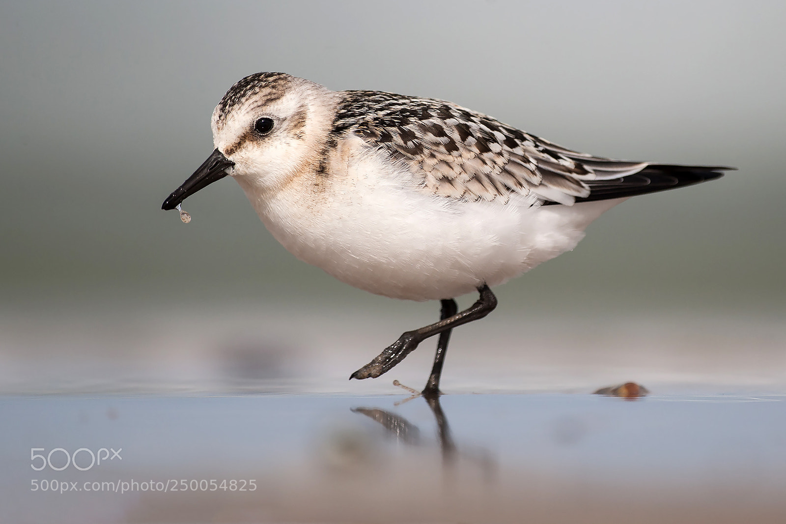 Canon EOS-1D Mark III sample photo. Sanderling photography