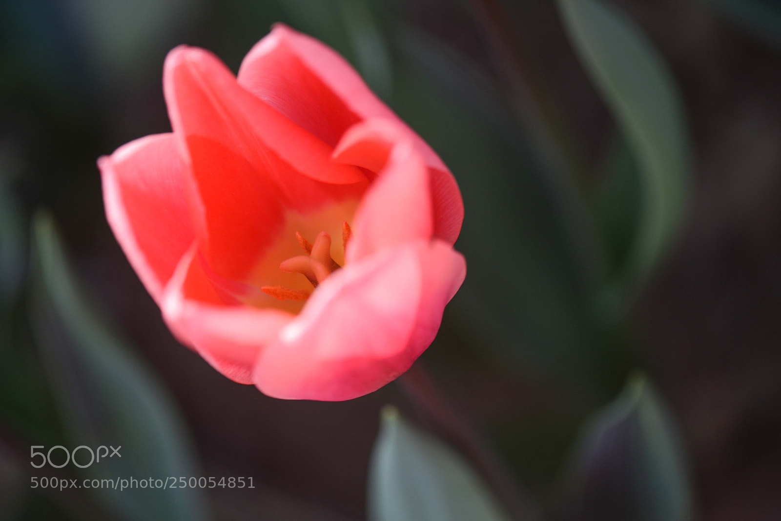 Nikon D800 sample photo. Time for tulips! photography